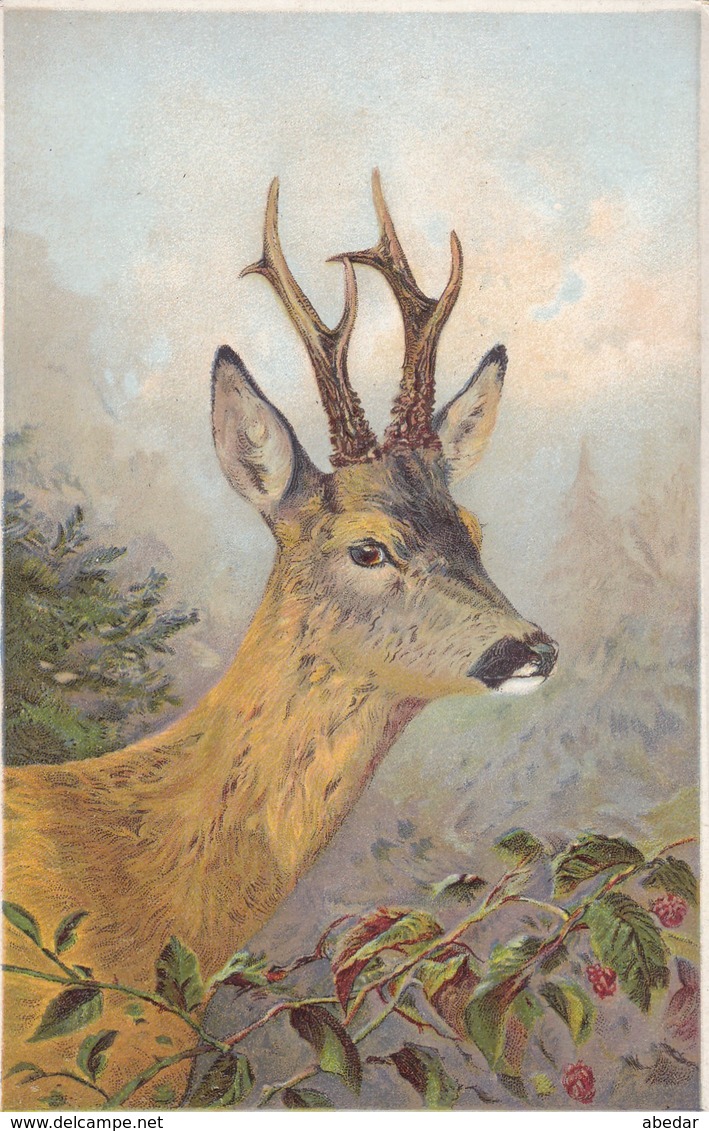 Cpa. Chasse  Hunting  Hirsch  Reh. Biche    Old Postcard. Cpa. - Jagd