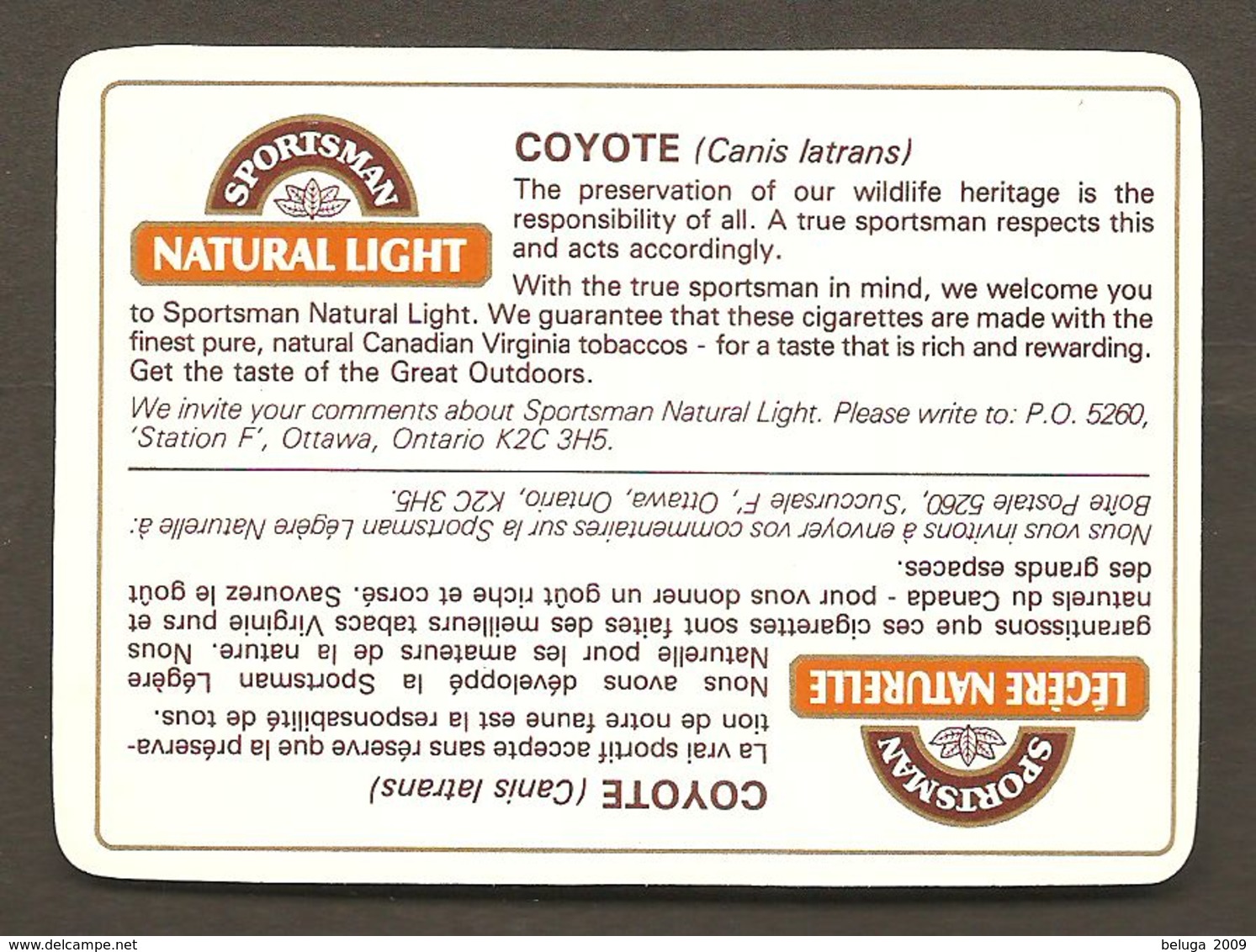 Sportsman Cigarettes Wildlife Trading Card Coyote - Tableau De Daniel Smith Painting - Animals - Animaux - Other & Unclassified