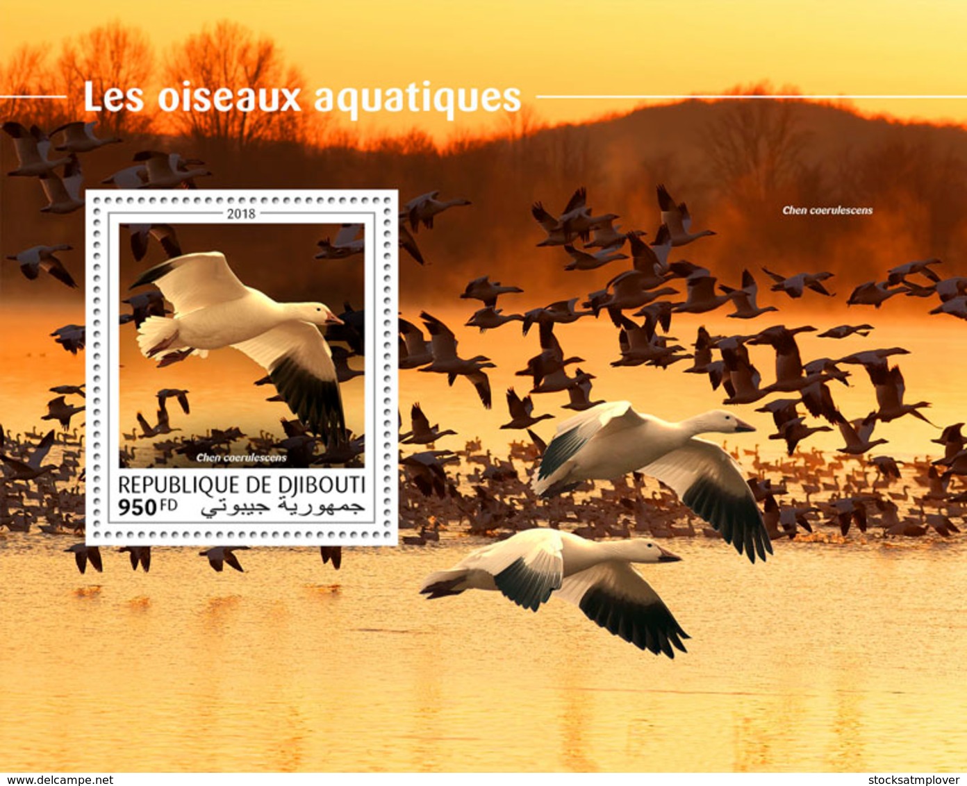 Djibouti 2018  Fauna Water Birds  S201810 - Djibouti (1977-...)