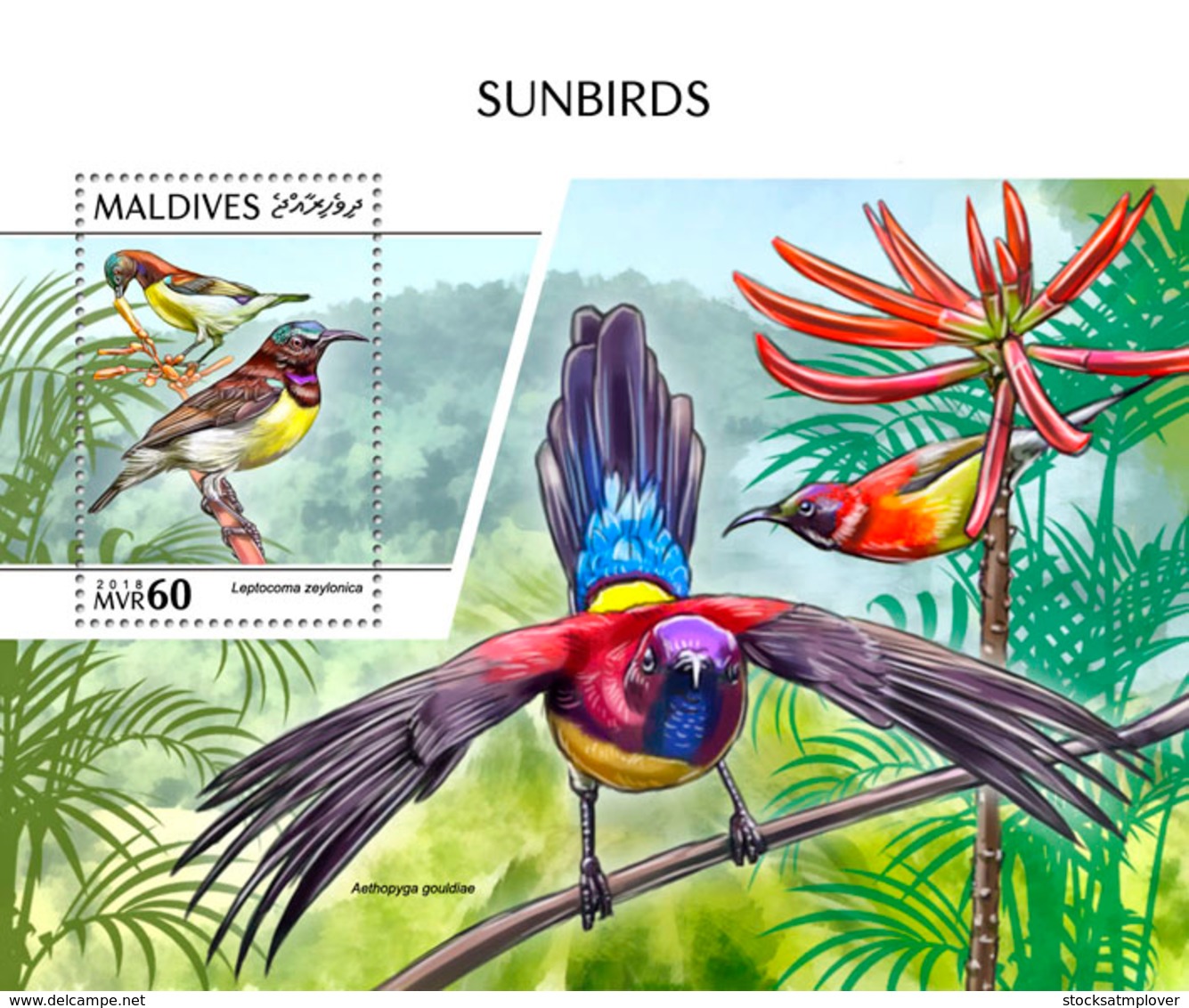 Maldives 2018 Sunbirds Fauna   S201810 - Maldives (1965-...)