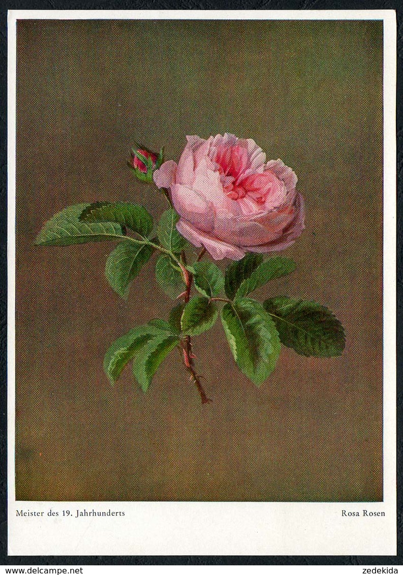B9662 - Rosa Rosen - Wiechmann Bildkarte - Künstlerkarte - 1900-1949