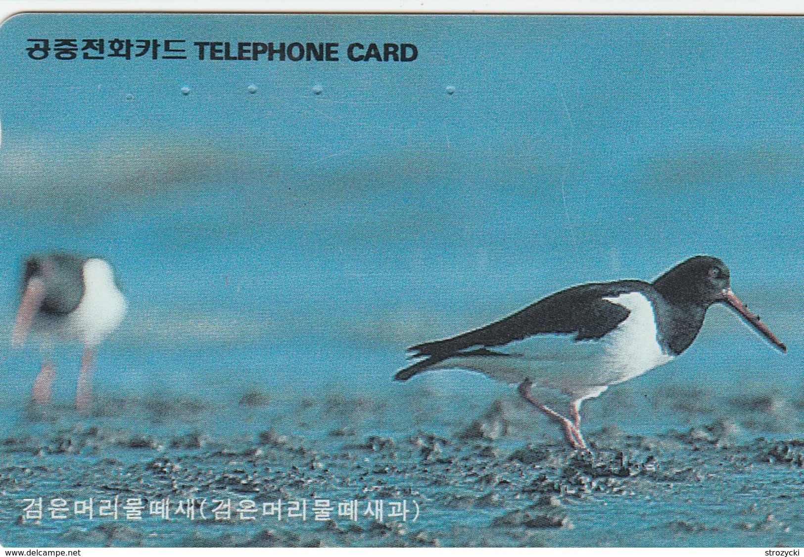 Korea South -  Bird - Corée Du Sud