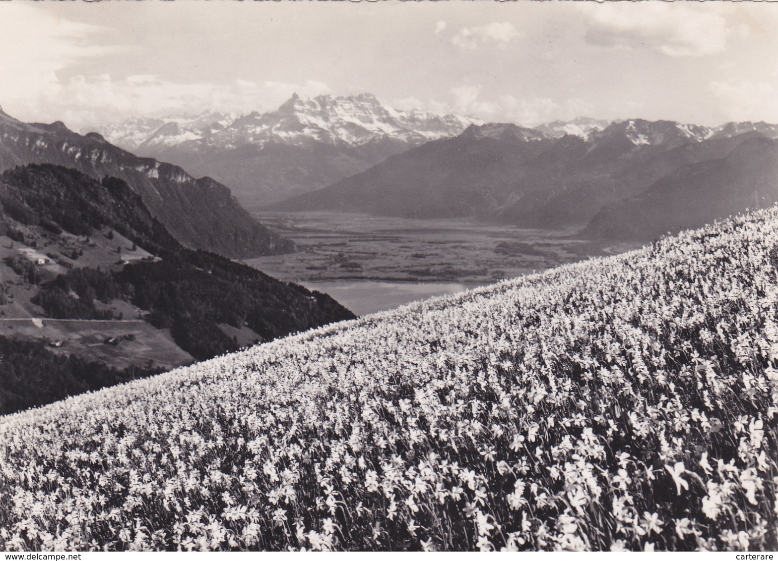 SUISSE,SCHWEIZ,SVIZZERA,SWITZERLAND,HELVETIA,SWISS ,VAUD,VEVEY,NARCISSE,PRAIRIE,CARTE PHOTO RAROLF - Vevey