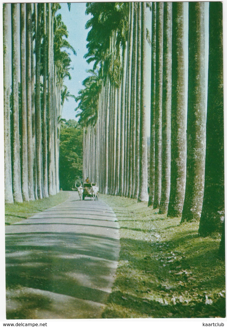 OX CART - Palm Fringed Avenue, Royal Botanic Gardens, Peradeniya - Sri Lanka - Sri Lanka (Ceylon)