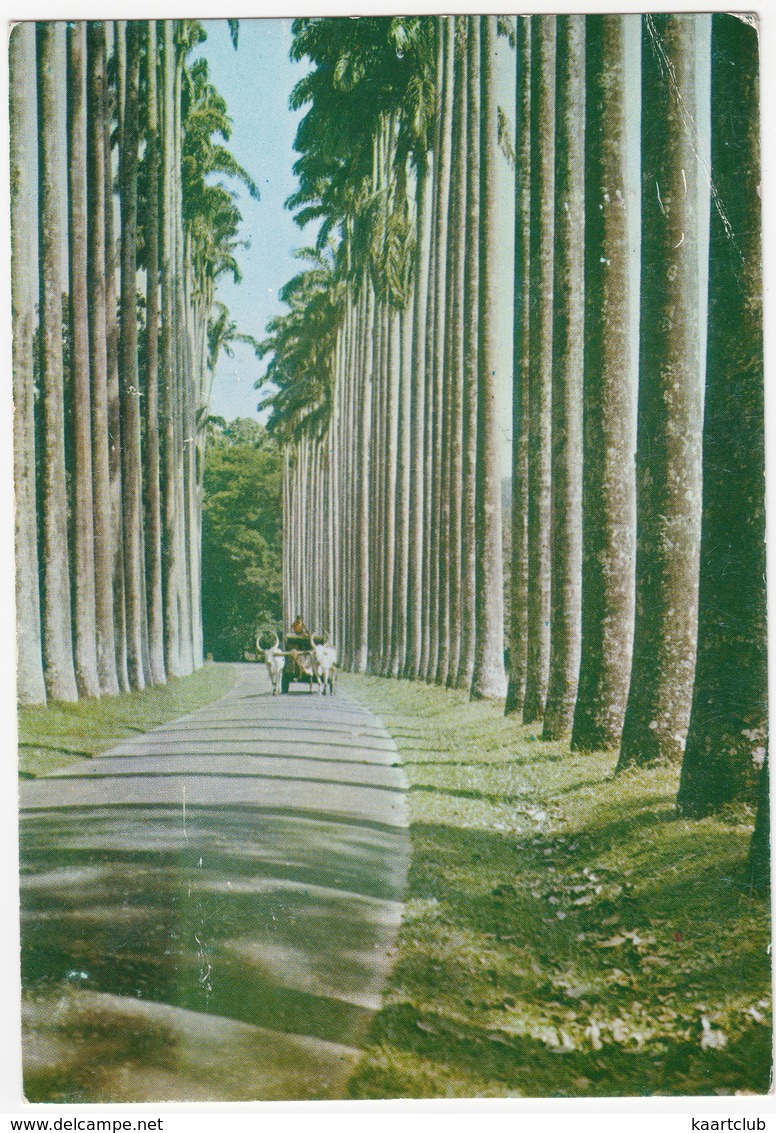 Peradeniya - Botanic Gardens - Sri Lanka - Sri Lanka (Ceylon)