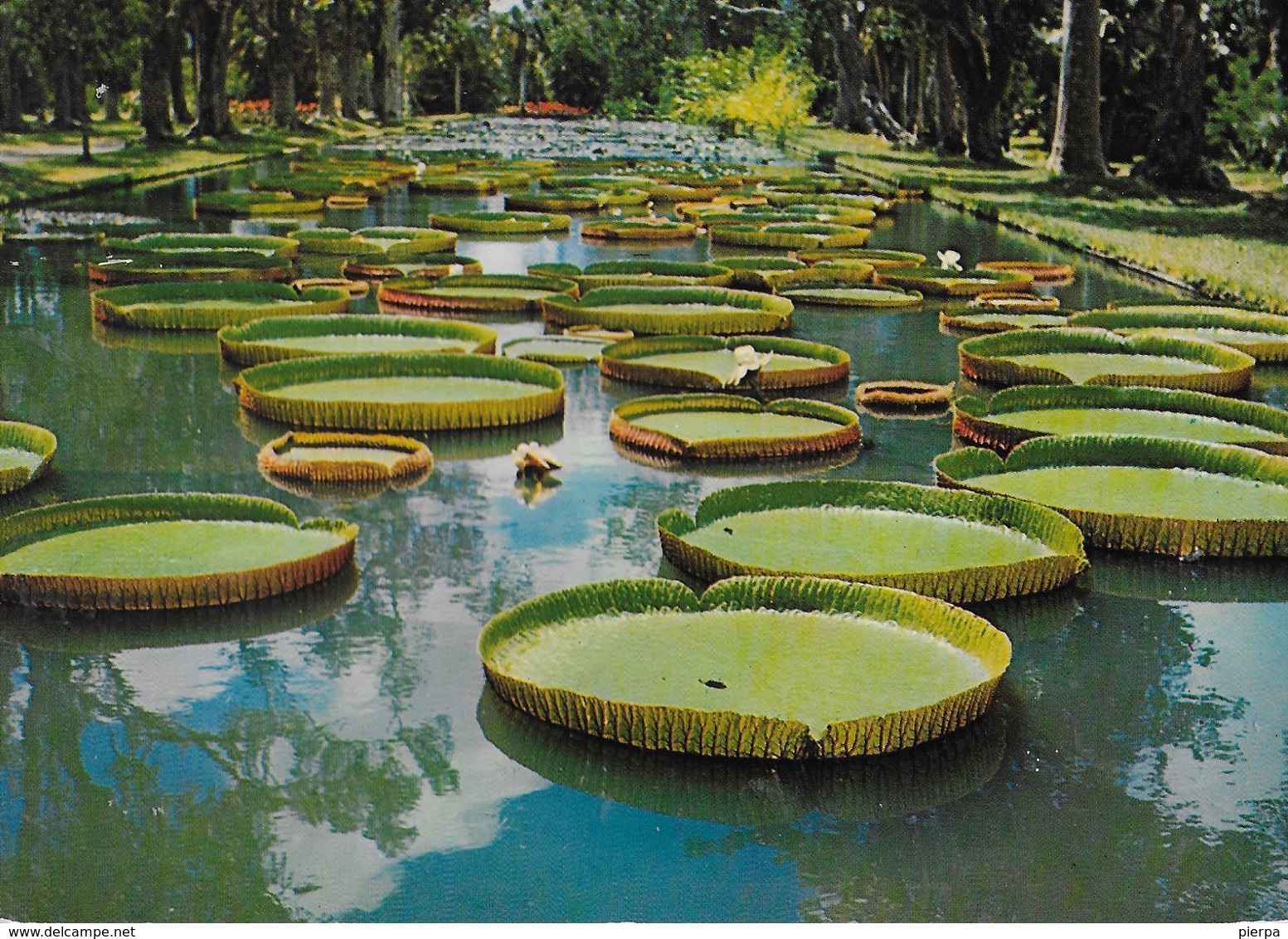 MAURITIUS - GIARDINO BOTANICO - VIAGGIATA 1983 FRANCOBOLLO ASPORTATO - Mauritius