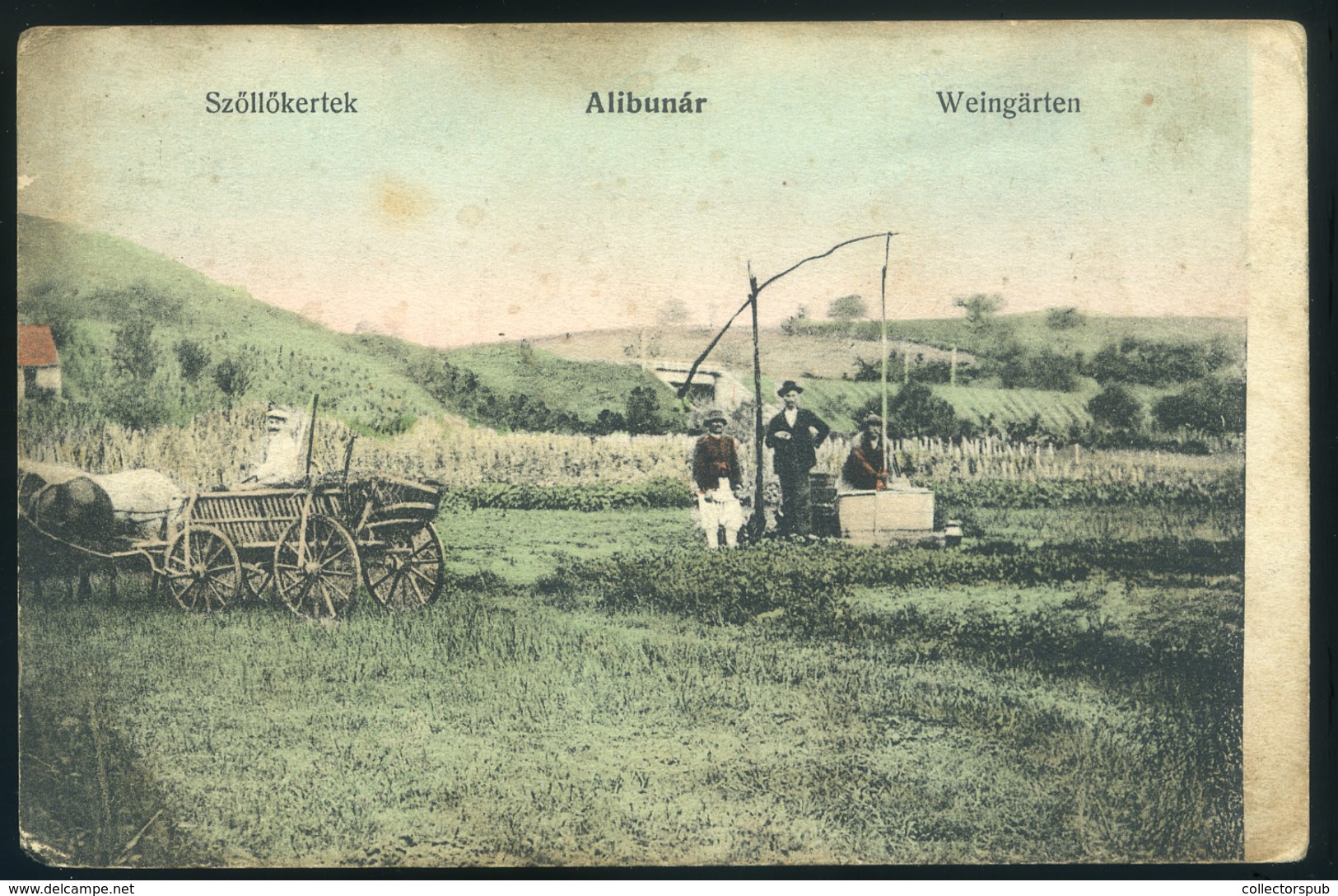 ALIBUNÁR 1913. Szőlőkertek, Gémeskút Régi Képeslap/ Weingärten /   /  1913 Vineyards With Shadoof Well Vintage Pic. P.ca - Hungary
