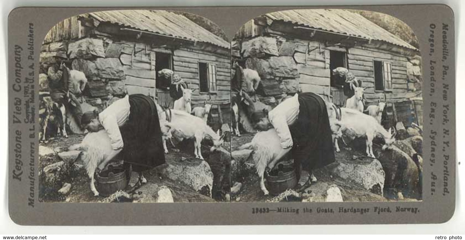 Photo Stéréoscopique : Milkings The Goats, Hardanger, Fjord, Norway ( Norvège, Lait, Chèvre ) - Stereoscopic