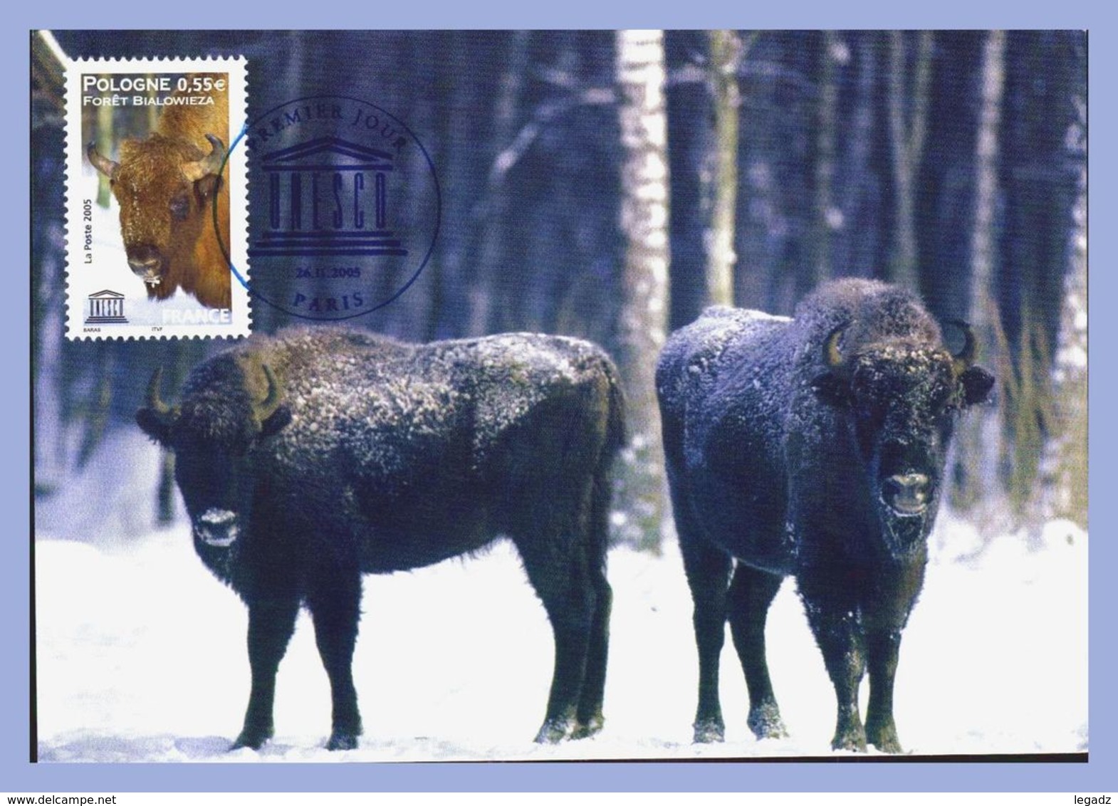 CPM - Unesco 26-11-2005 - Vaches Et Bovins (Pologne) - Foret Bialowieza. Premier Jour - Bisons - Mucche