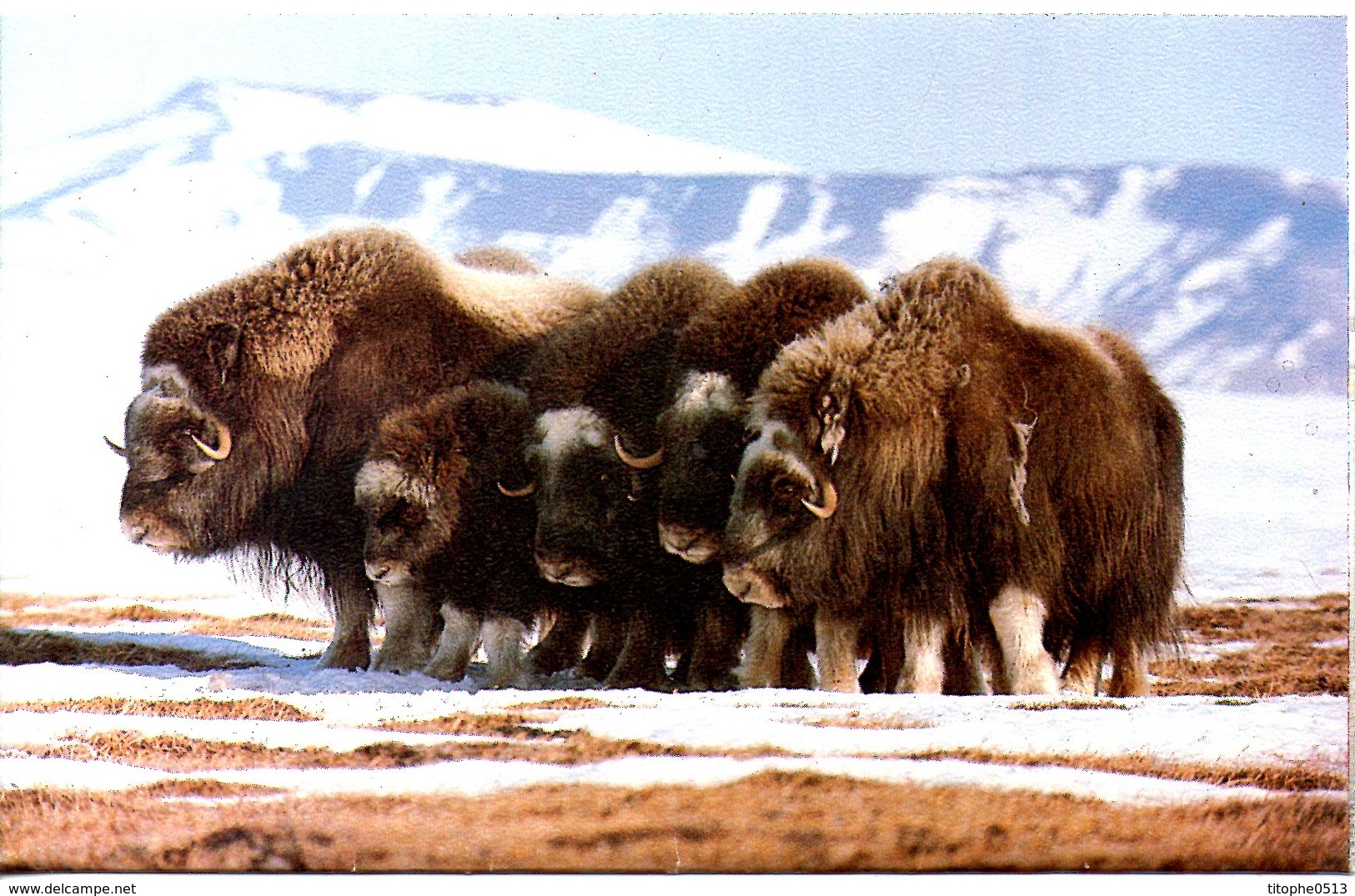 GROENLAND. Superbe Enveloppe Illustrée Ayant Circulé En 1983. Mestersvig/Arctic Riviera. - Arctic Tierwelt