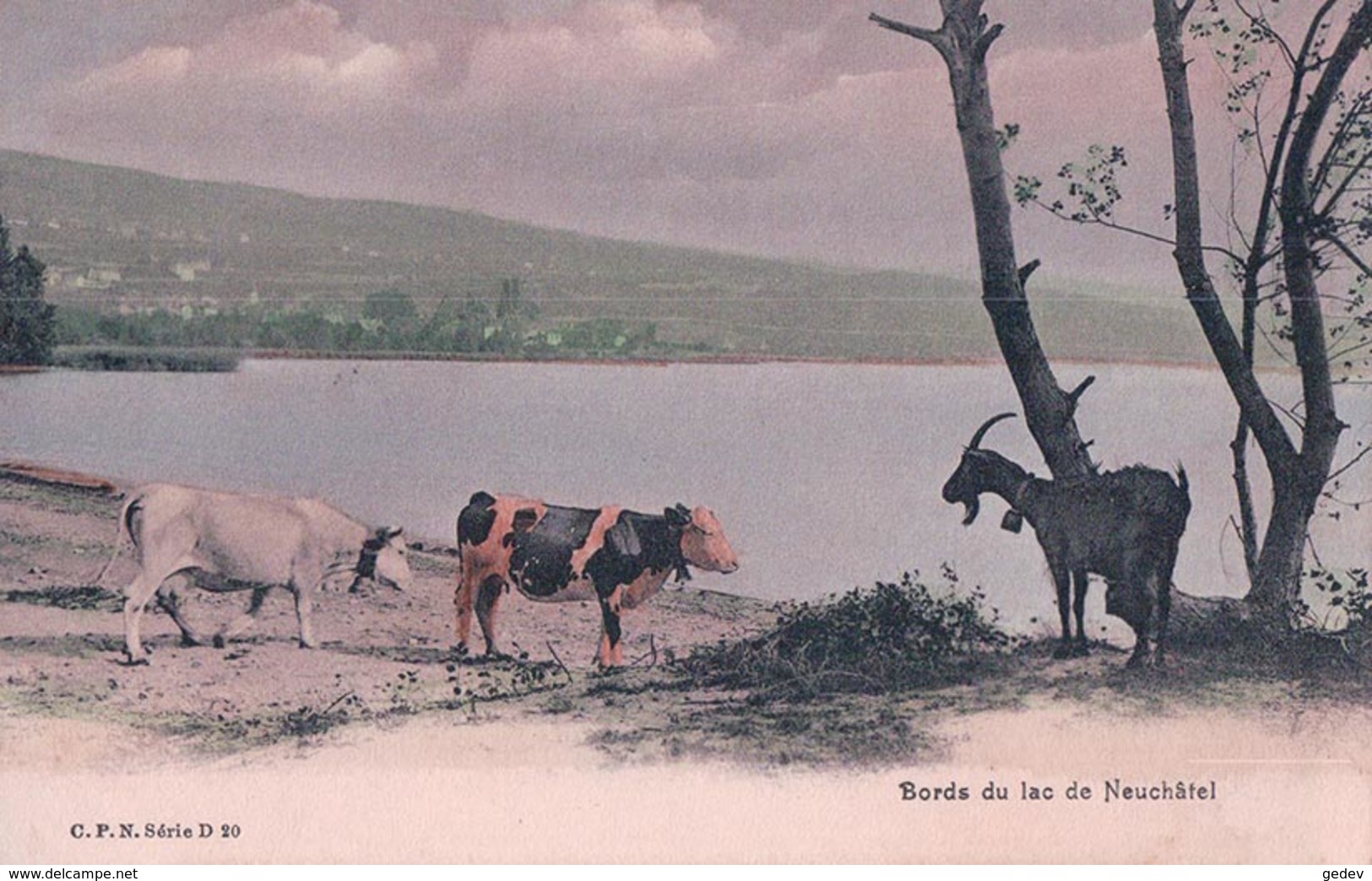 Vaches Et Chèvre Au Bord Du Lac De Neuchâtel (20) - Allevamenti