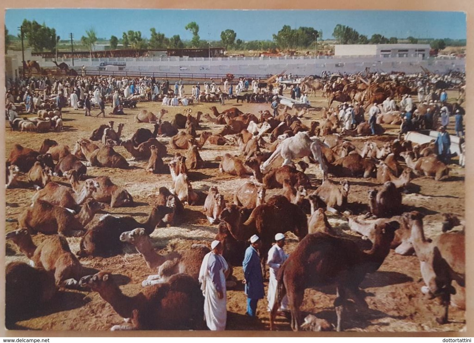 LIBIA - LIBYA  - CAMELS MARKET - Libia