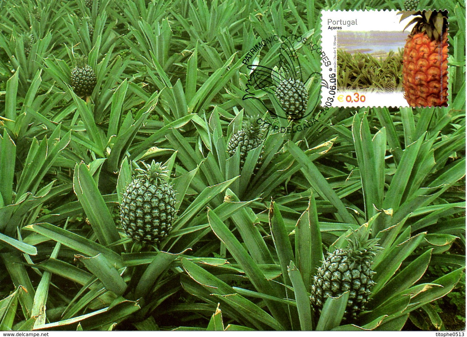 ACORES. Timbre De 2003 Sur Carte Maximum. Ananas. - Fruits