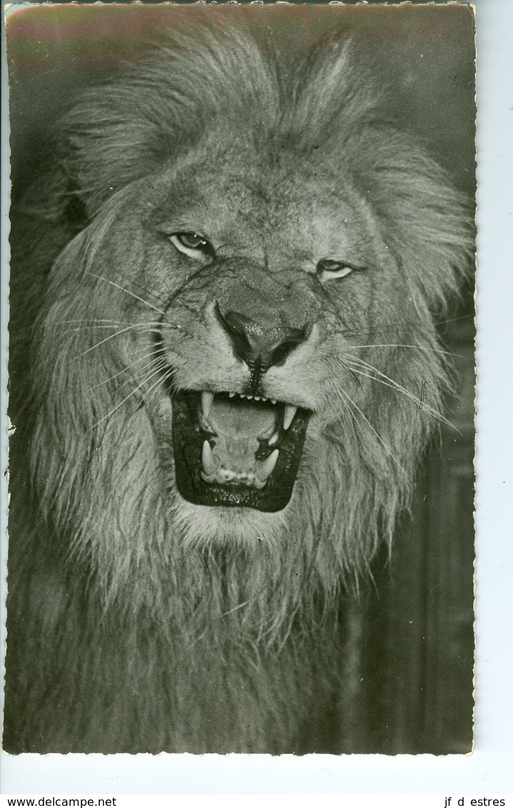 CP Photo Faune Africaine Le Lion  Hoa-Gui Dakar Robel - Lions
