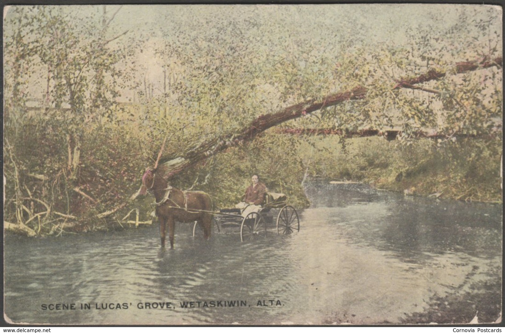 Scene In Lucas' Grove, Wetaskiwin, Alberta, 1910 - W J Stephenson Postcard - Other & Unclassified