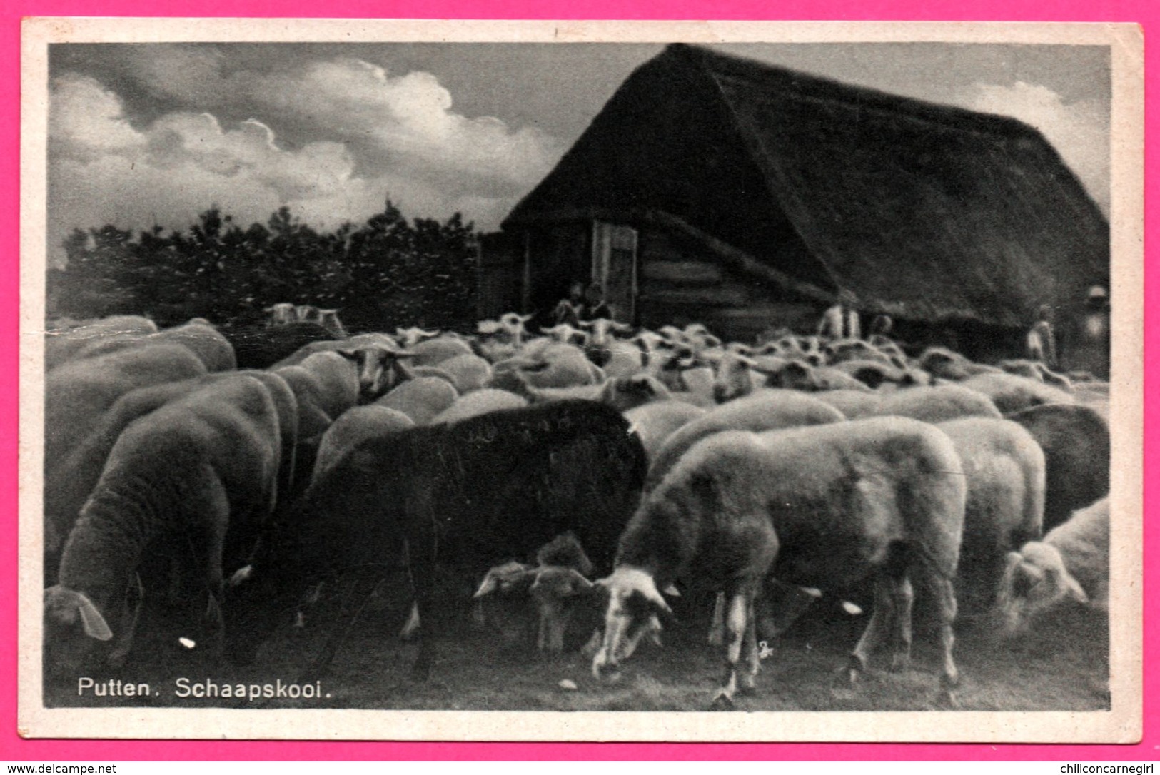 Putten Schaapskooi - Bergerie - Mouton - Uitg. H. SONNENBERG - 1946 - Putten
