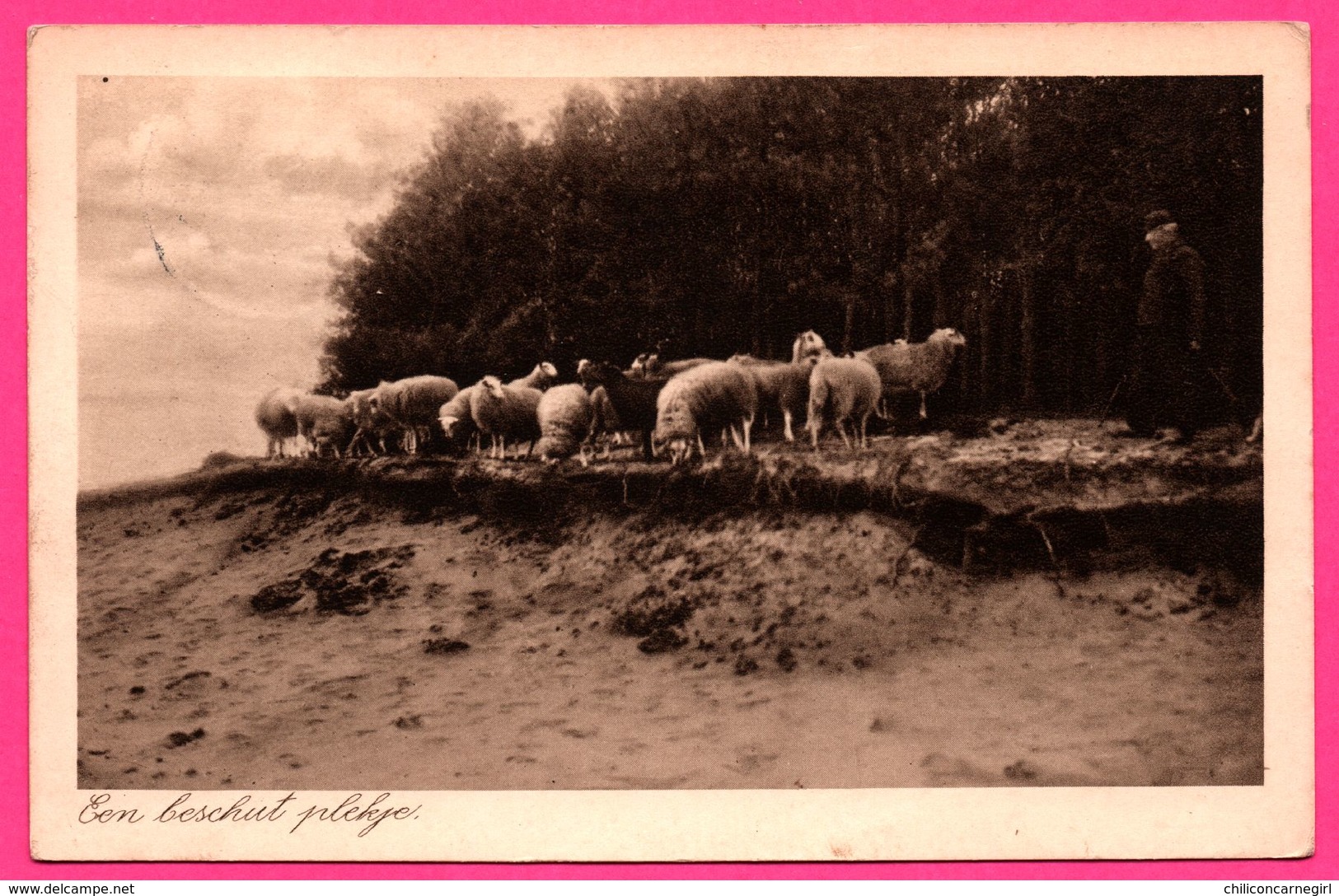 Een Beschut Plekje - Moutons - Uitg. G. DIJKGRAAF - 1941 - Andere & Zonder Classificatie