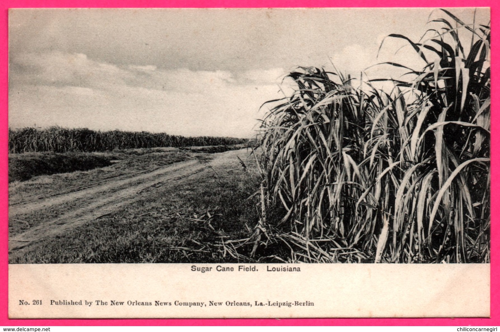 Cpa - Louisiana - Sugar Cane Field - Louisiane - Champ De Canne à Sucre - Published By NEW COMPANY N° 261 - Autres & Non Classés