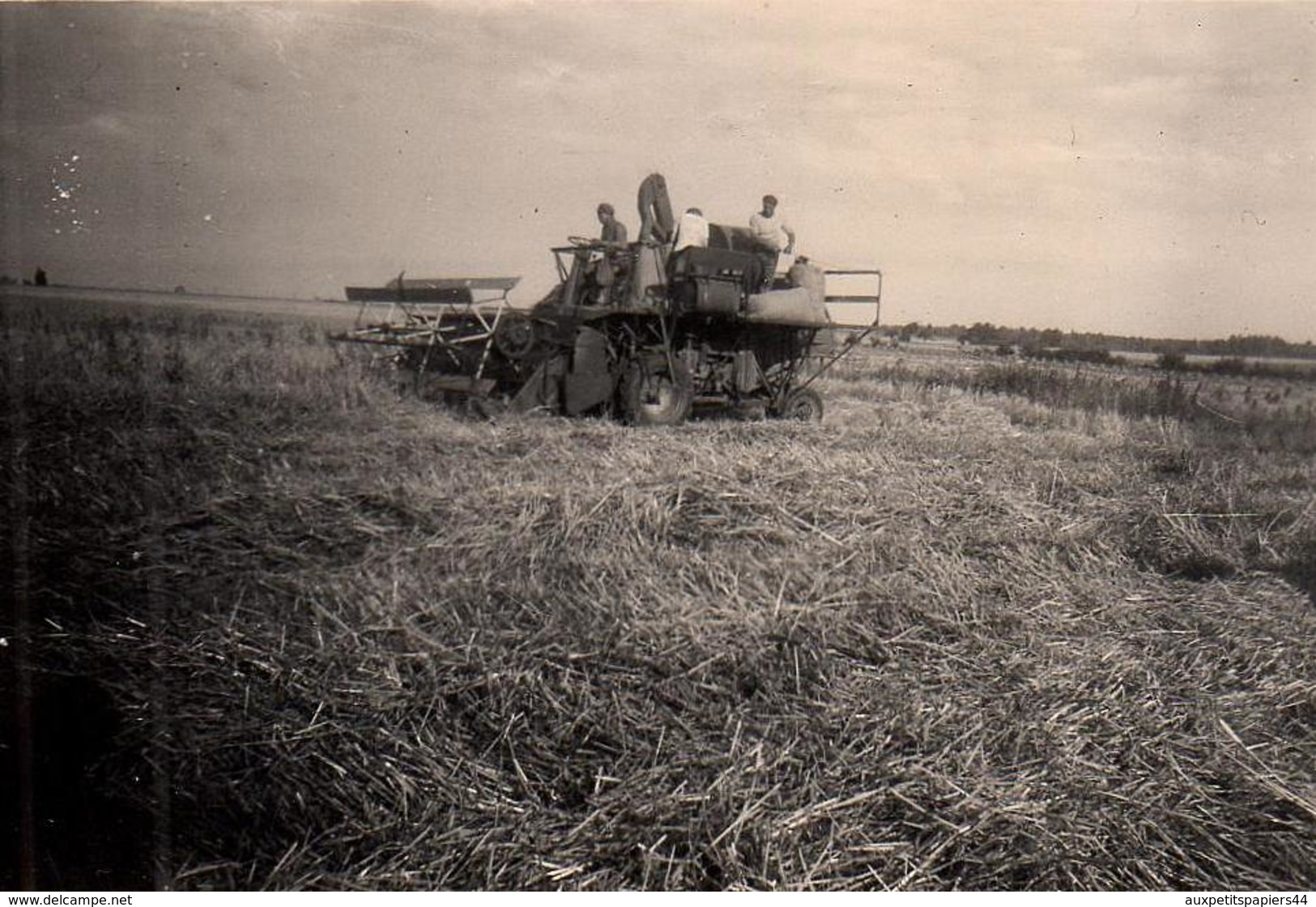 Photo Originale Agriculture & Véhicule Agricole - La Moissonneuse Batteuse En Action En 1950 - Métiers