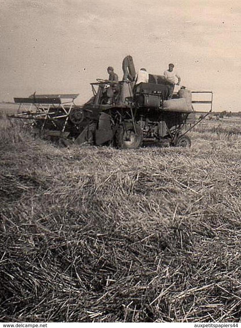 Photo Originale Agriculture & Véhicule Agricole - La Moissonneuse Batteuse En Action En 1950 - Métiers