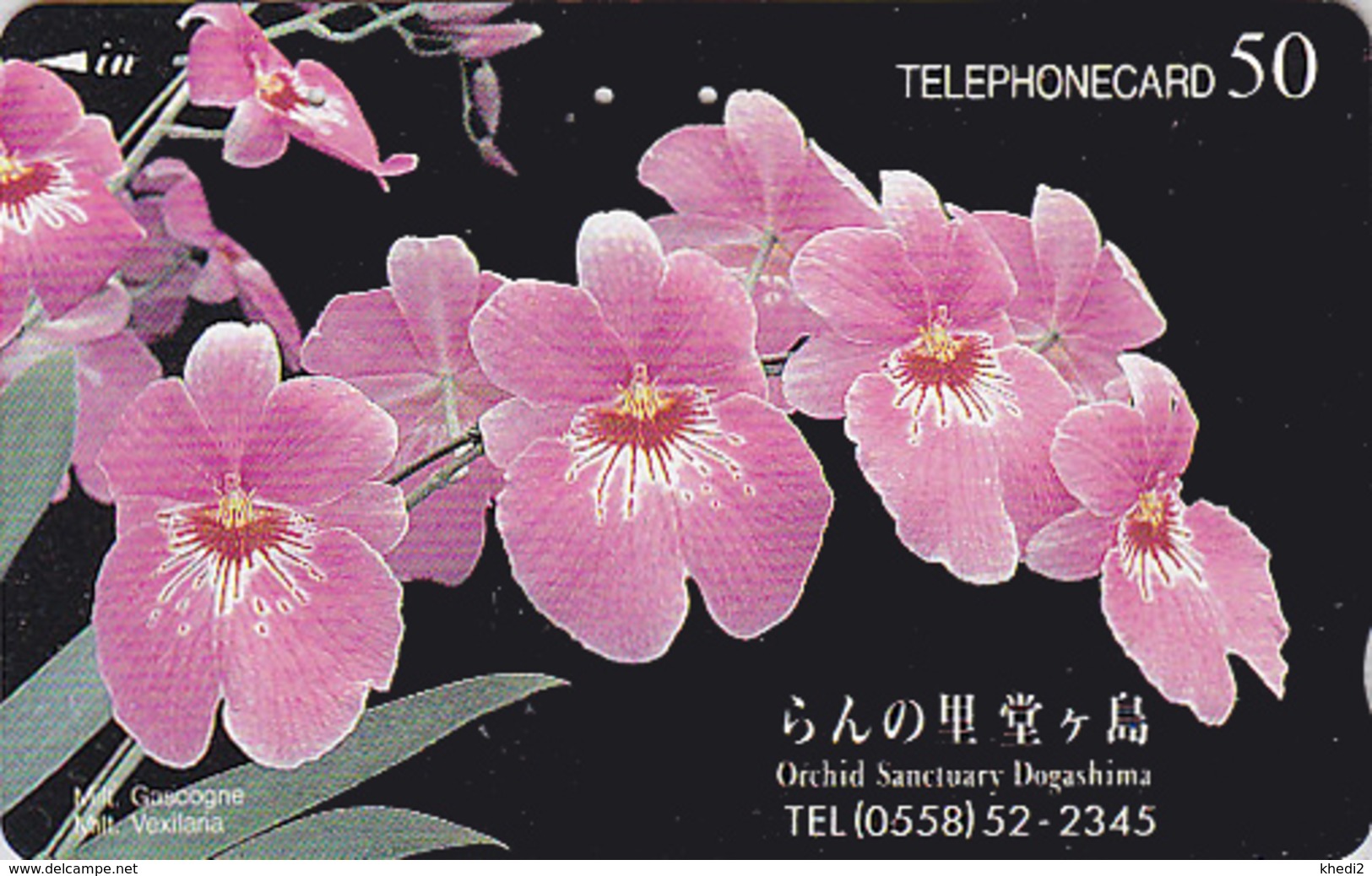 Télécarte Japon / 110-011 - Fleur ORCHIDEE - ORCHID SANCTUARY DOGASHIMA Flower Japan Phonecard - Blume - ORQUIDEA - 2344 - Fleurs