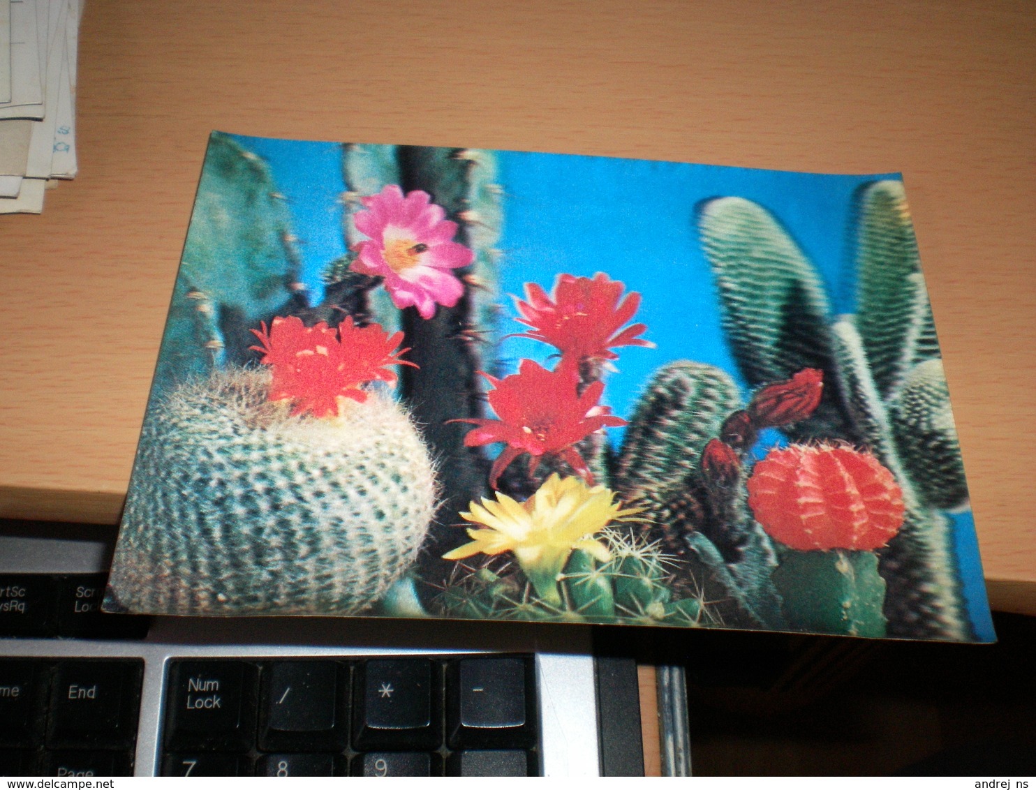 3D Postcards Cactus PK 91 - Cactus