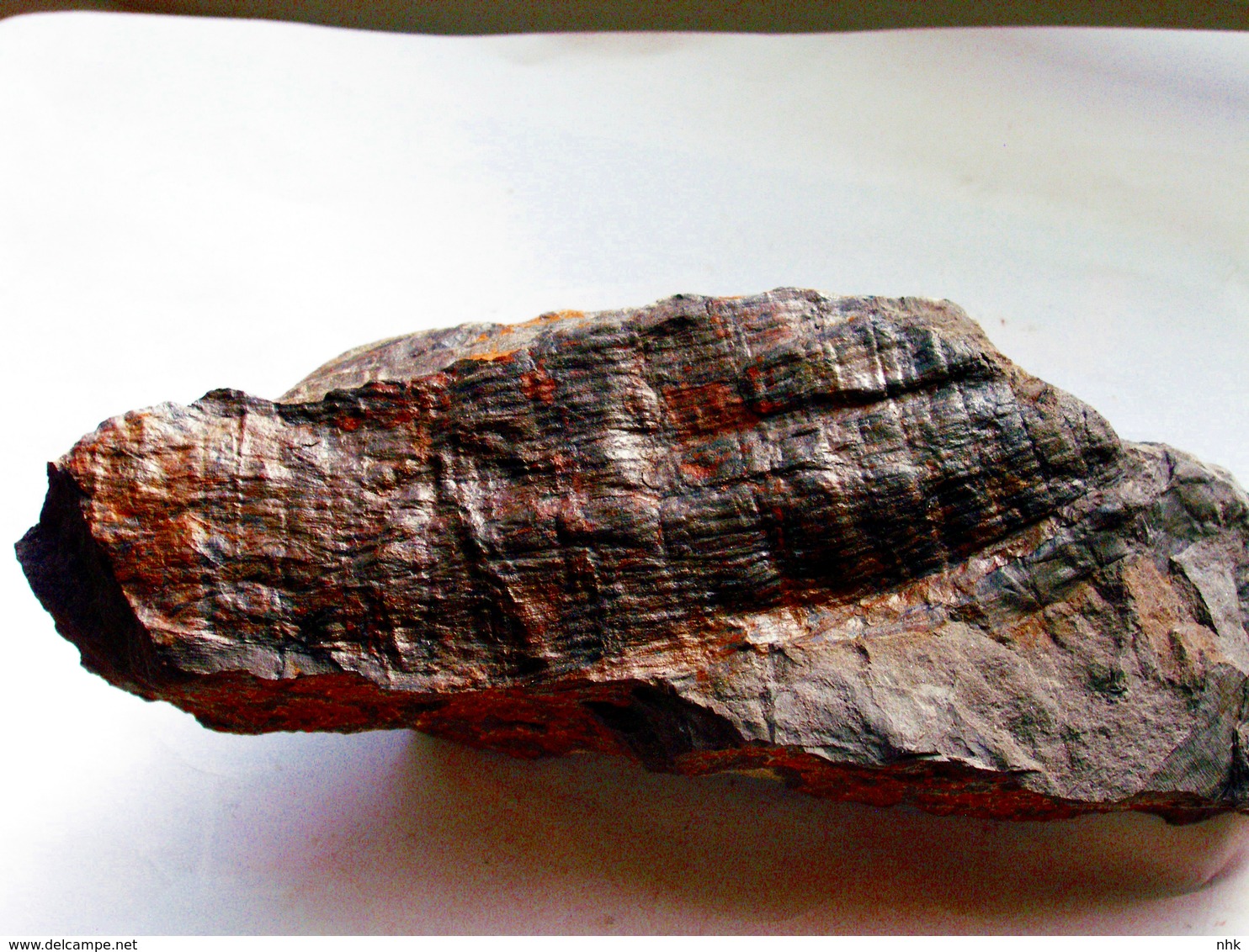 Fossiles Plante Du Carbonifère Carboniferous Plant Calamites Suckowi Départ 1 € !!!!! - Fossiles