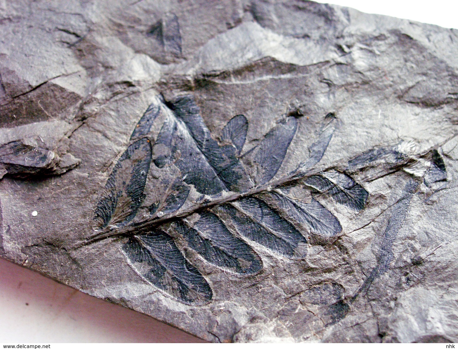 Fossiles Plante Du Carbonifère Carboniferous Plant Neuropteris Tenuifolia Départ 1 € !!!!! - Fossilien