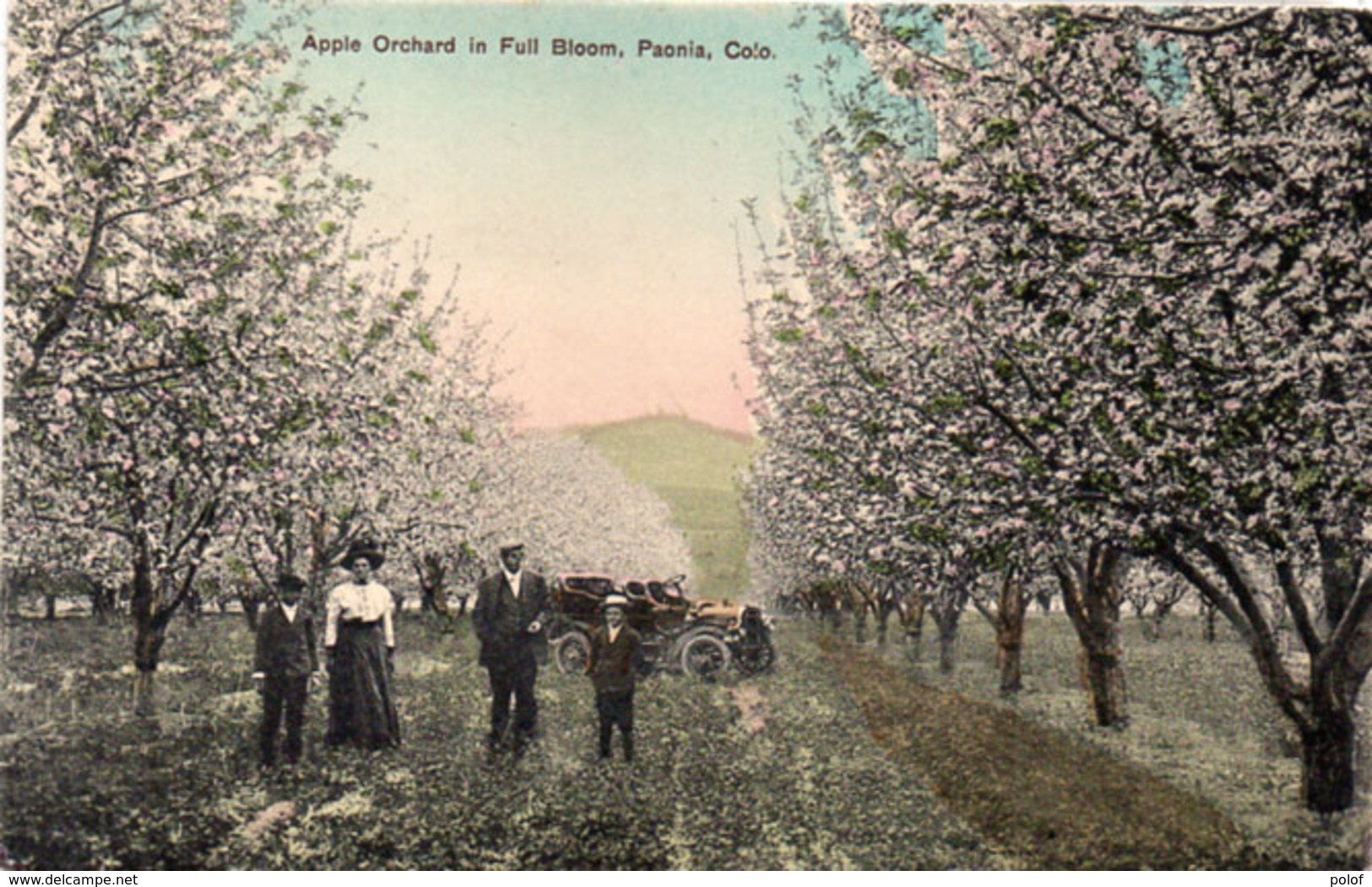 Apple Orchard In Full Bloom - Paonia - Colo. (110077) - Autres & Non Classés