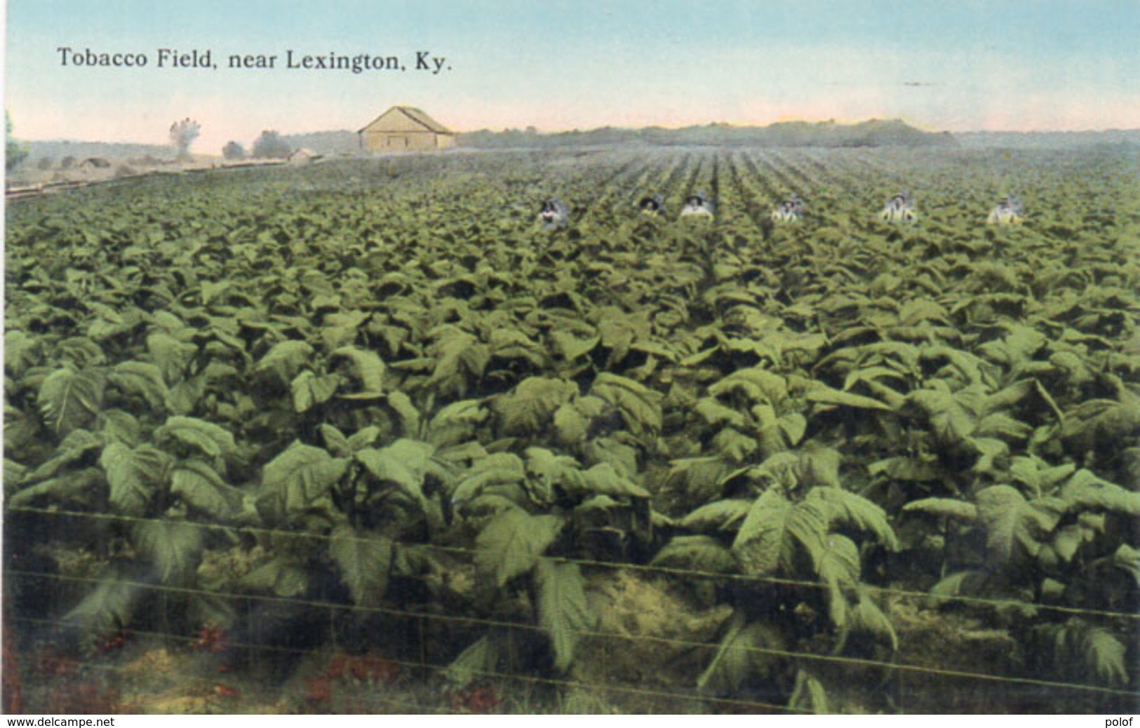 Tobacco Field, Near Lexington, Ky - Scène Agricole  (110087) - Lexington
