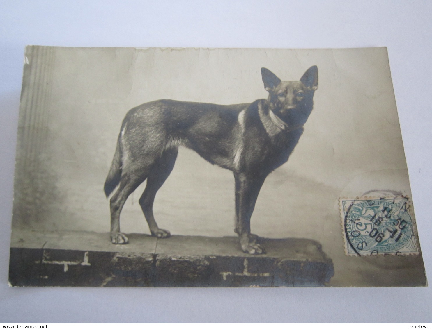 Chien Carte Photo  18_13 - Perros