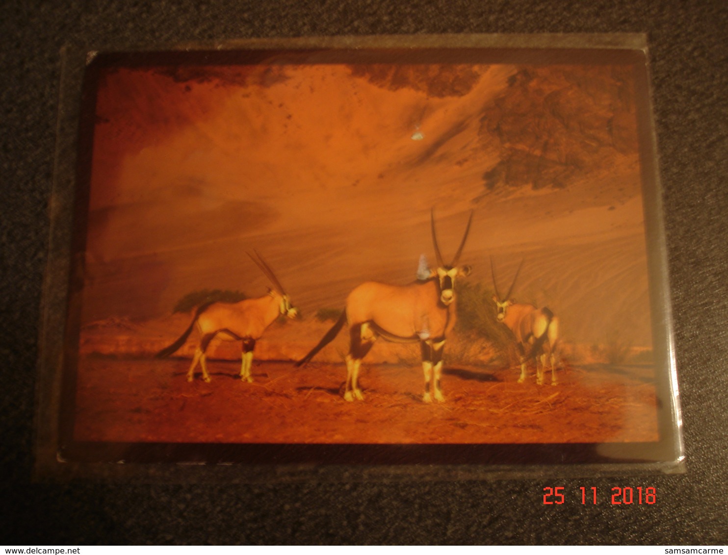 BELLE CARTE DE NAMIBIE   DESERT DWELLERS  C - Namibia