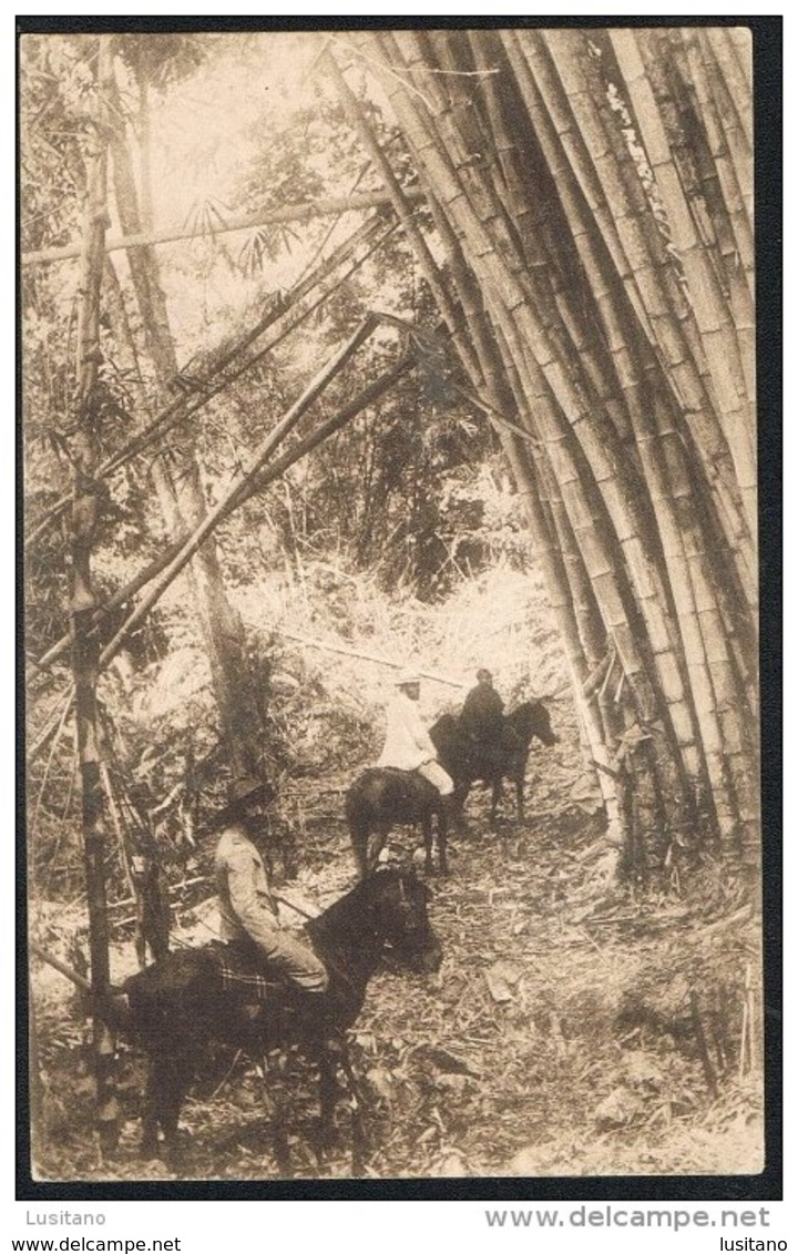 EAST TIMOR Portugues - Trecho De Um Bambual - Bamboo Horse Cheval ( Portugal Colonial - Osttimor