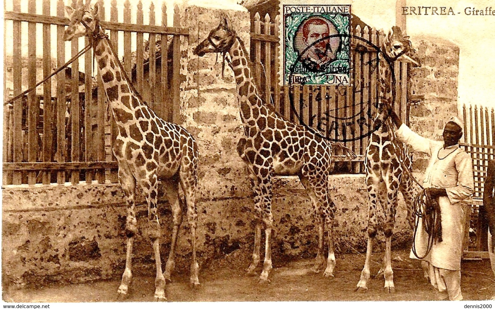 ERITREA - Giraffe  -  7360- 484 A - Ed. A.A. E F Cicero -Asmana - Girafes