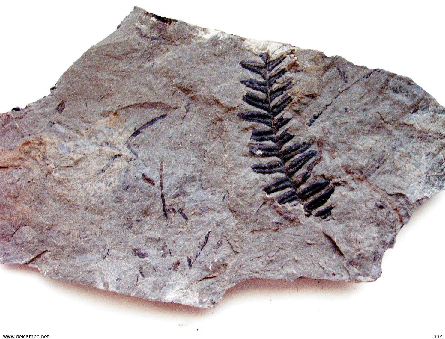 Fossiles Plante Du Carbonifère Carboniferous Plant Alethopteris Missoriensis. Départ 1 € !!!!! - Fossili