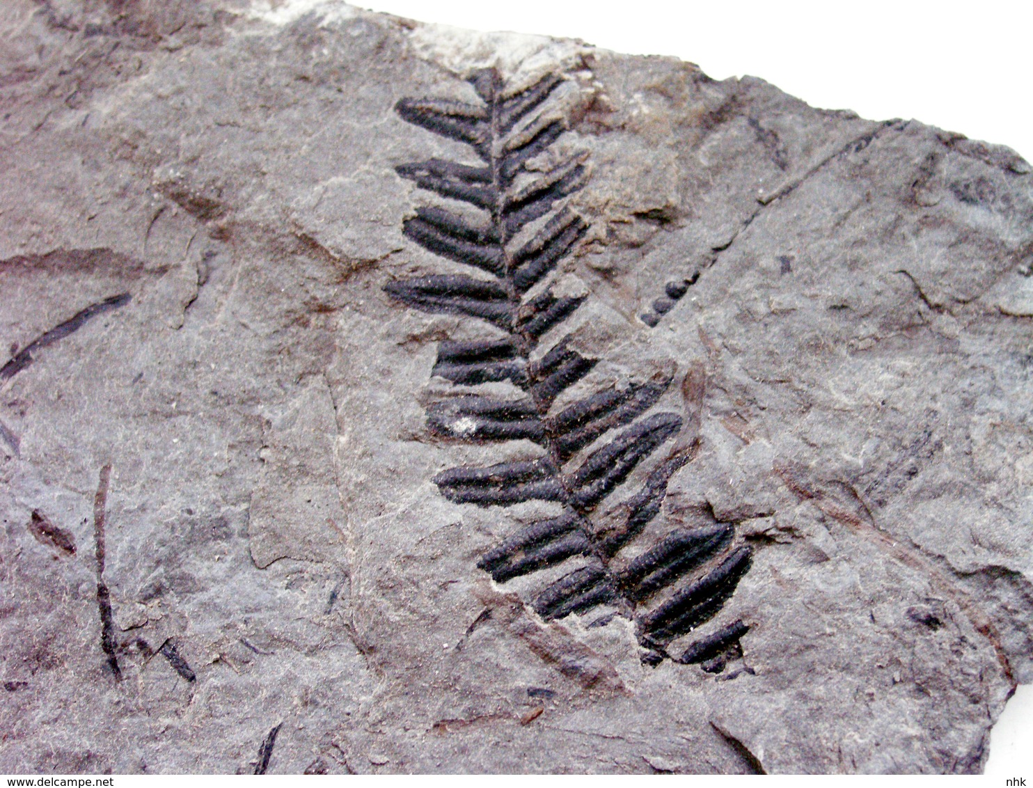 Fossiles Plante Du Carbonifère Carboniferous Plant Alethopteris Missoriensis. Départ 1 € !!!!! - Fossili