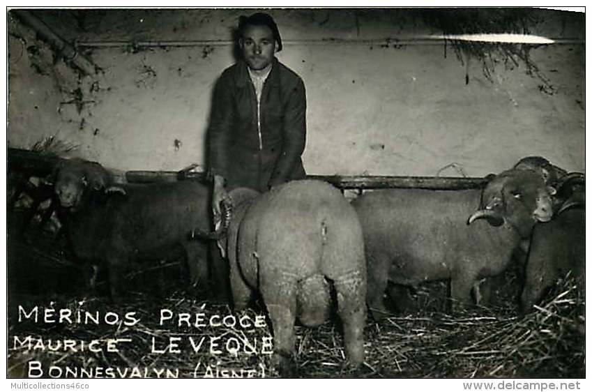 220118 - 02 BONNESVALYN - Mérinos Précoce Maurice LEVEQUE - Scène Agricole Mouton Bélier Problème Vétérinaire - Other & Unclassified