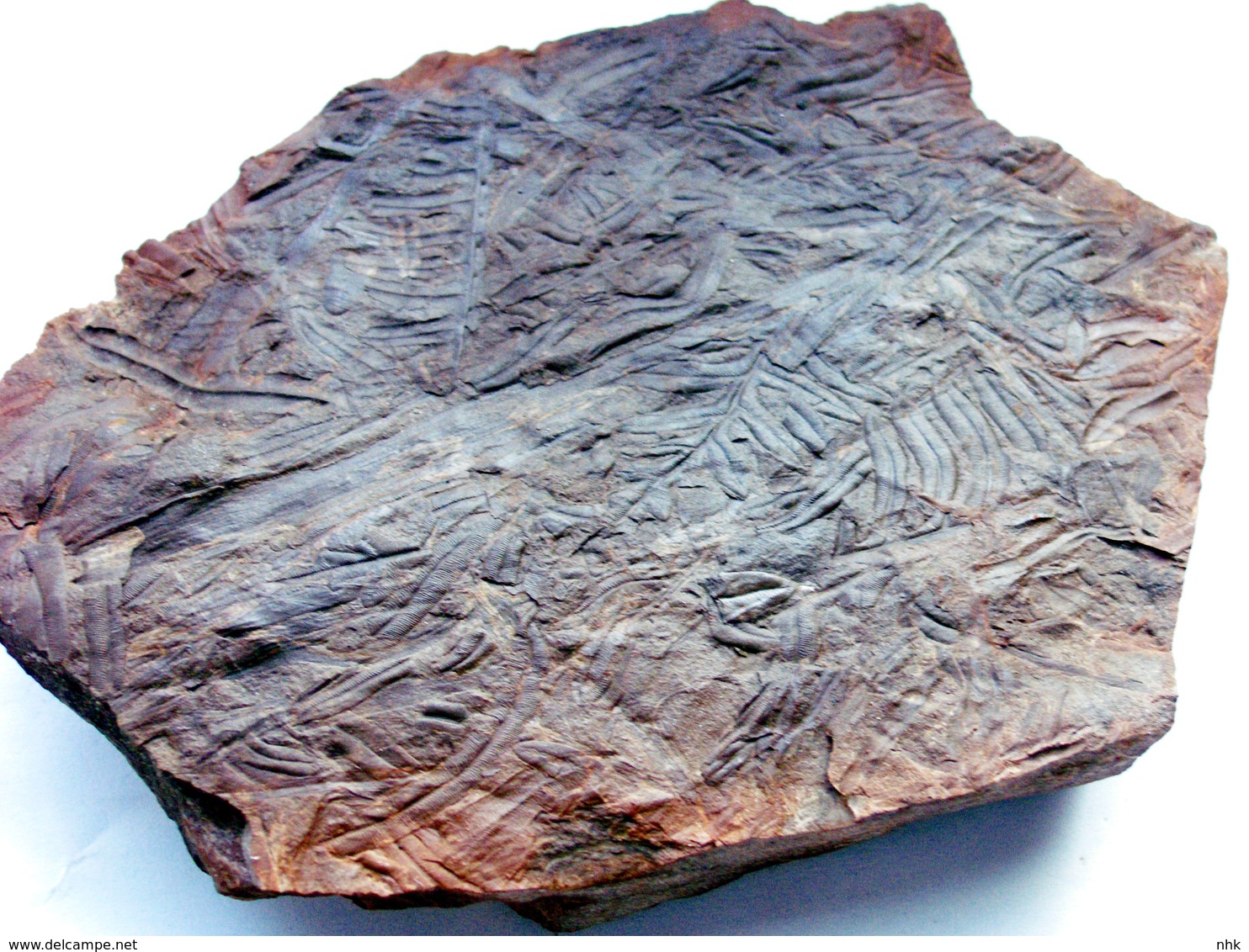 Fossiles Plante Du Carbonifère Carboniferous Plant Alethopteris Serlii. Départ 1 € !!!!! - Fossiles
