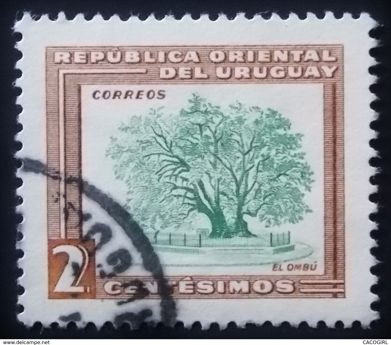 1954 Uruguay Mi:UY 778, Sn:UY 607, Yt:UY 625,. Ombu Tree (Phytolacca Dioica) . Oblitéré - Uruguay