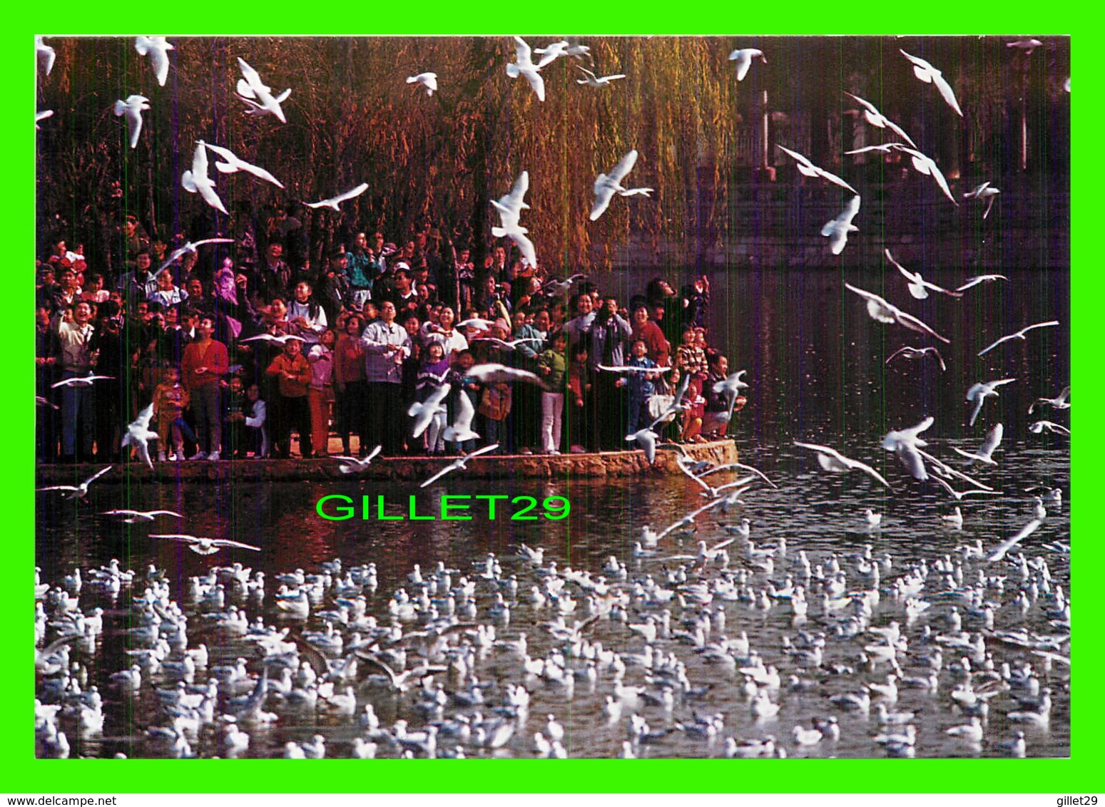 KUNMING, CHINE - PEOPLE AND SEAGULLS, SHARING LOVE FOR NATURE, GREEN LAKE - - China