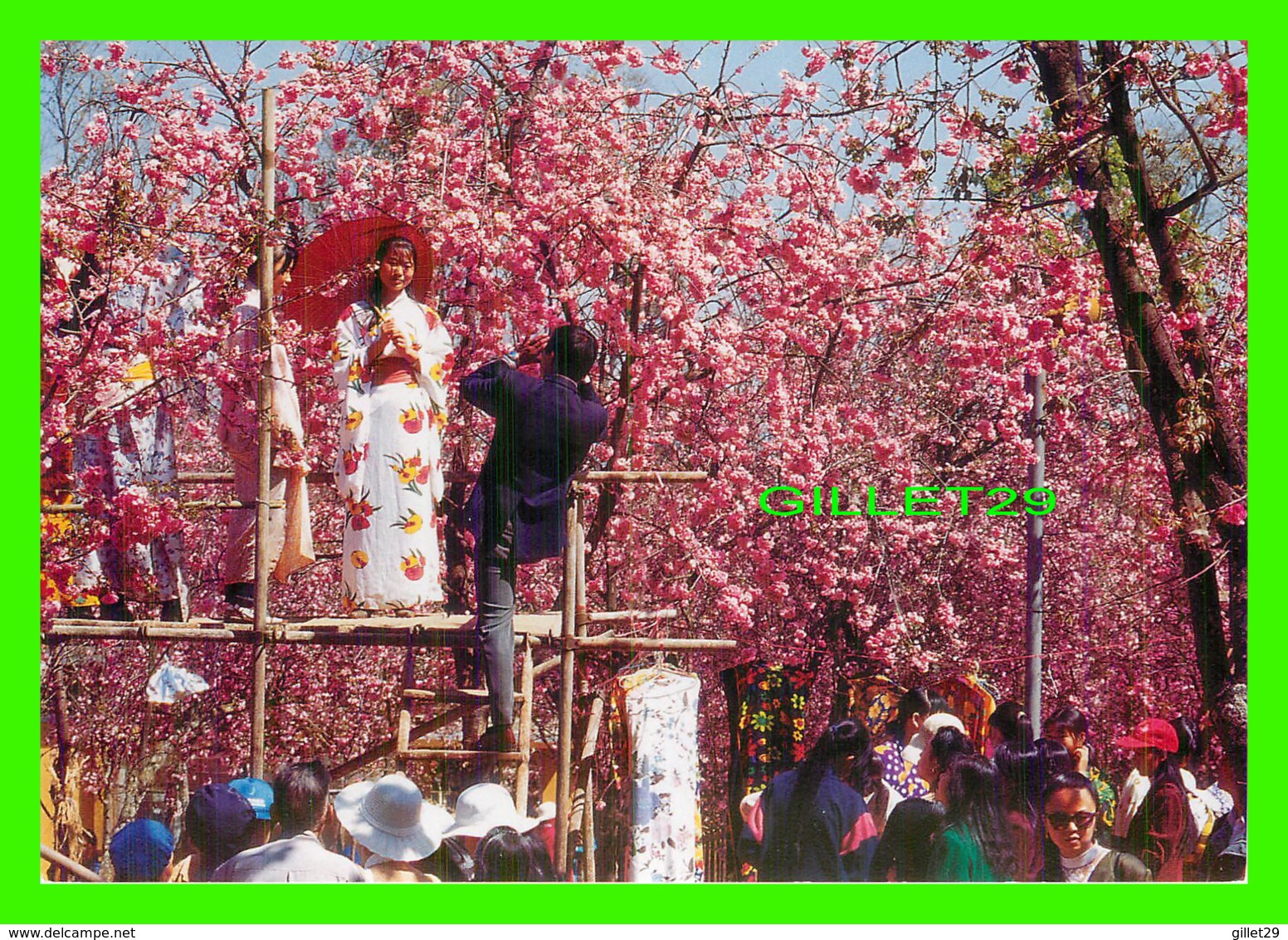 KUNMING, CHINE - WHEN THE FLOWERS ARE IN FULL BLOOM, CHERRY FLOWERS IN YUANTONG PARK - - Chine