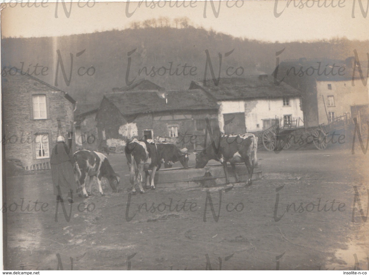 Photographie Ancienne 1902 Vaches à L'abreuvoir Du Village à  Alle S/Semois - Lieux