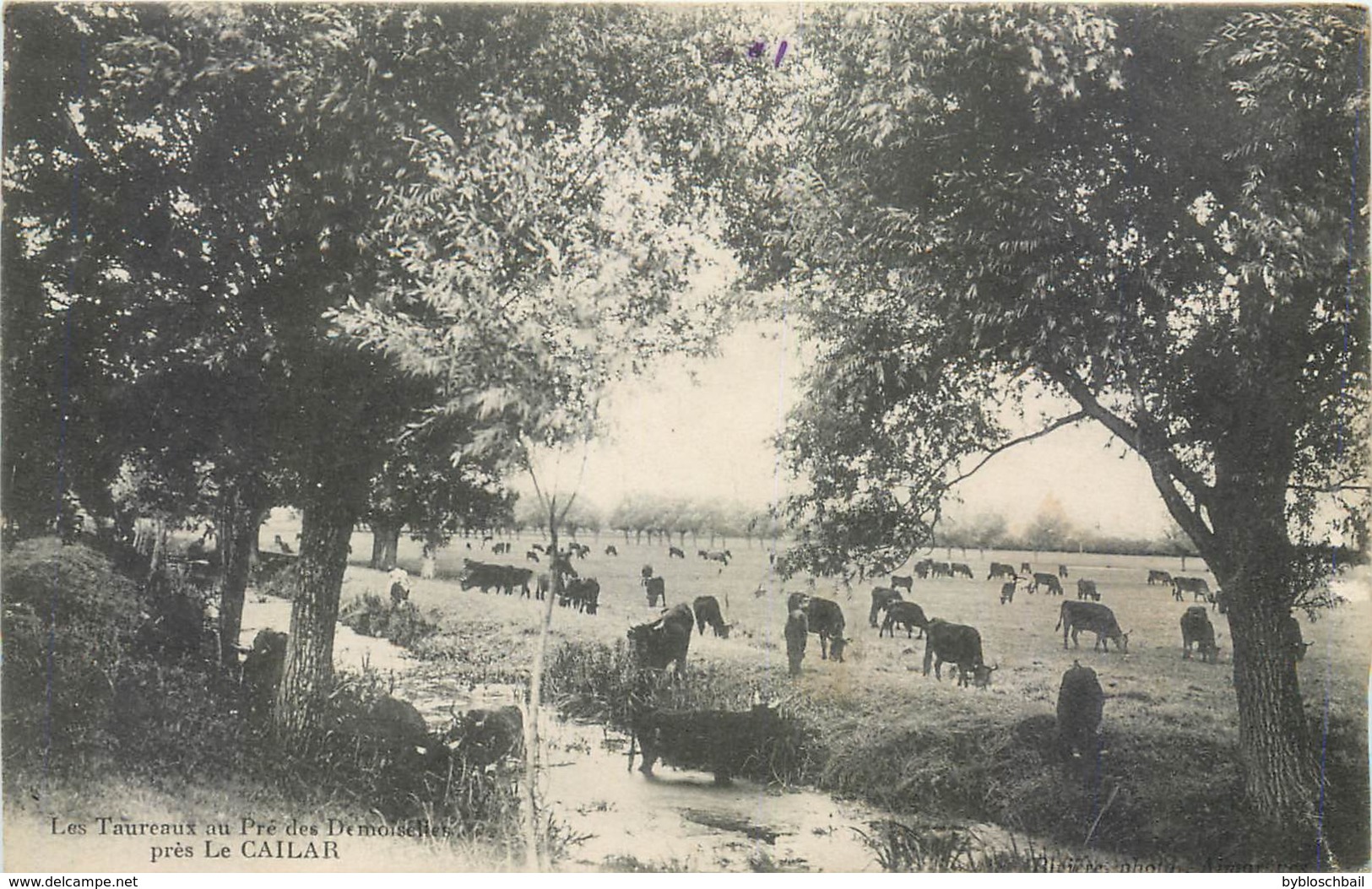 CPA 30 Gard Les Taureaux Au Pré Des Demoiselles Près Le Cailar - Coutumes Méridionales Tauromachie - Altri & Non Classificati