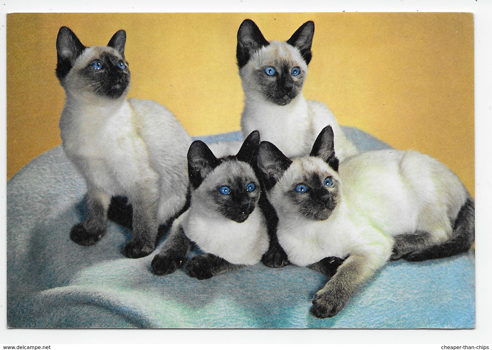 Cats - Family Foursome. - J. Arthur Dixon - Cats