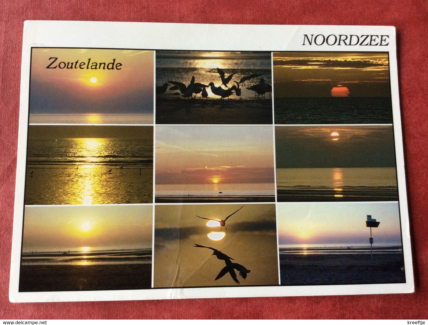 Nederland. Pays-Bas. Holland. Zoutelande  ( Zonsondergang Meeuw ) - Zoutelande