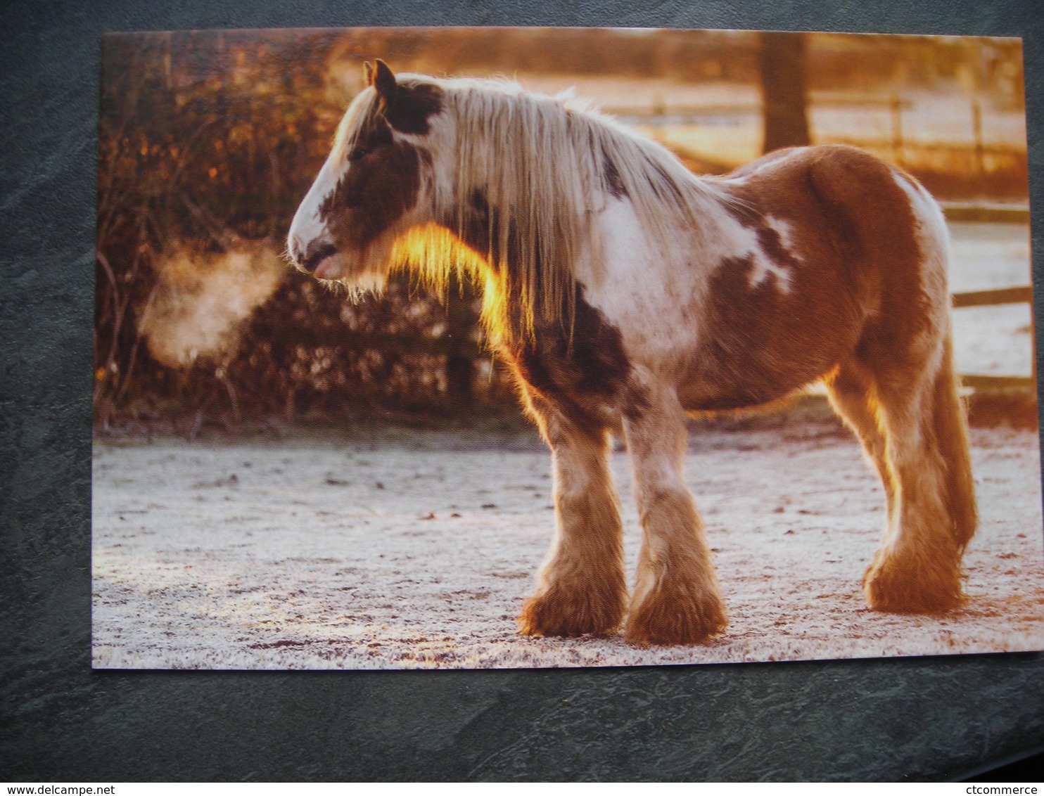 Winter, Horse, Hiver, Cheval - Sonstige & Ohne Zuordnung