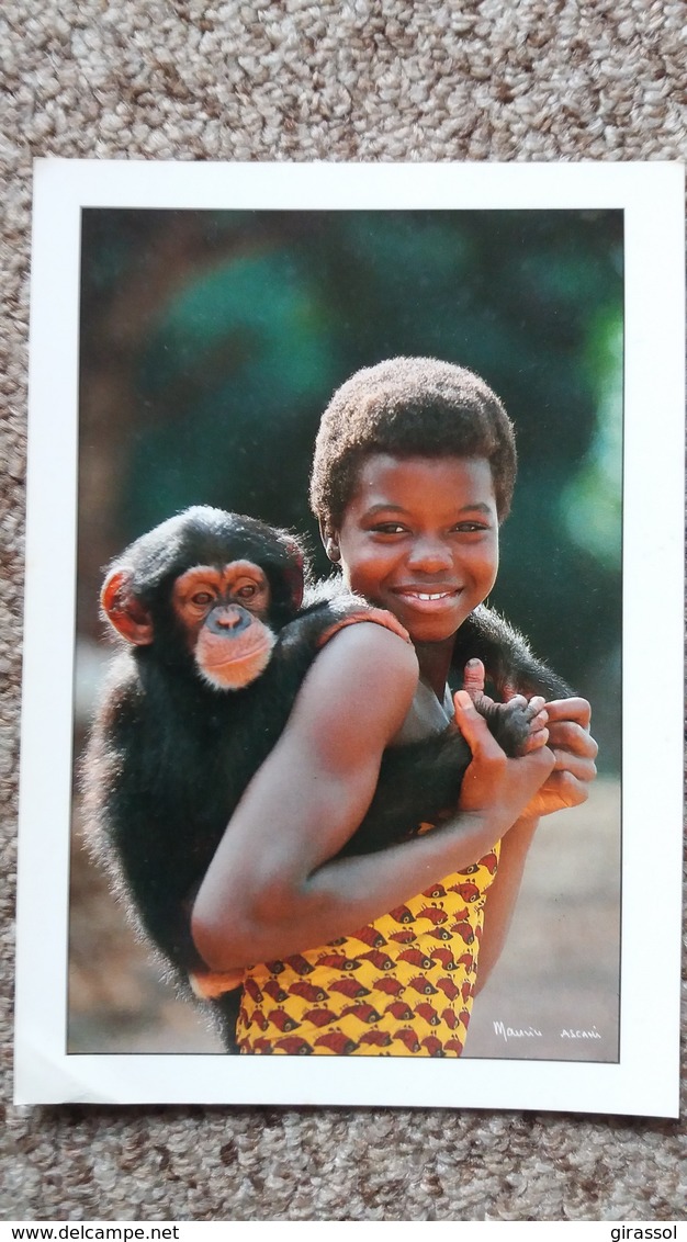 CPM NAFY ET FANNY SON JEUNE CHAMPANZE SINGE AFRIQUE PHOTO M ASCANI - Singes