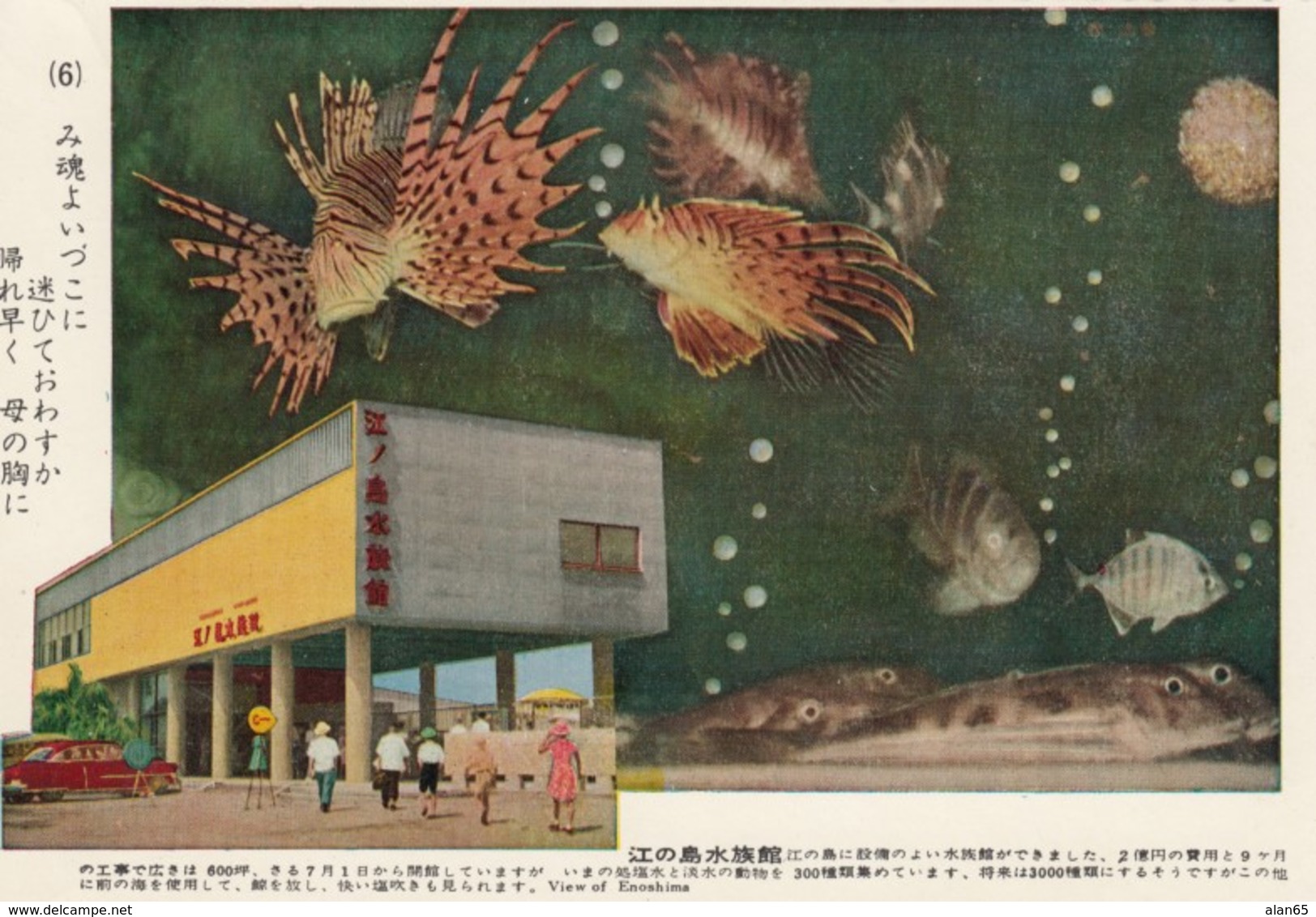 Enoshima Japan Aquarium, Fish, C1960s Vintage Postcard - Other & Unclassified