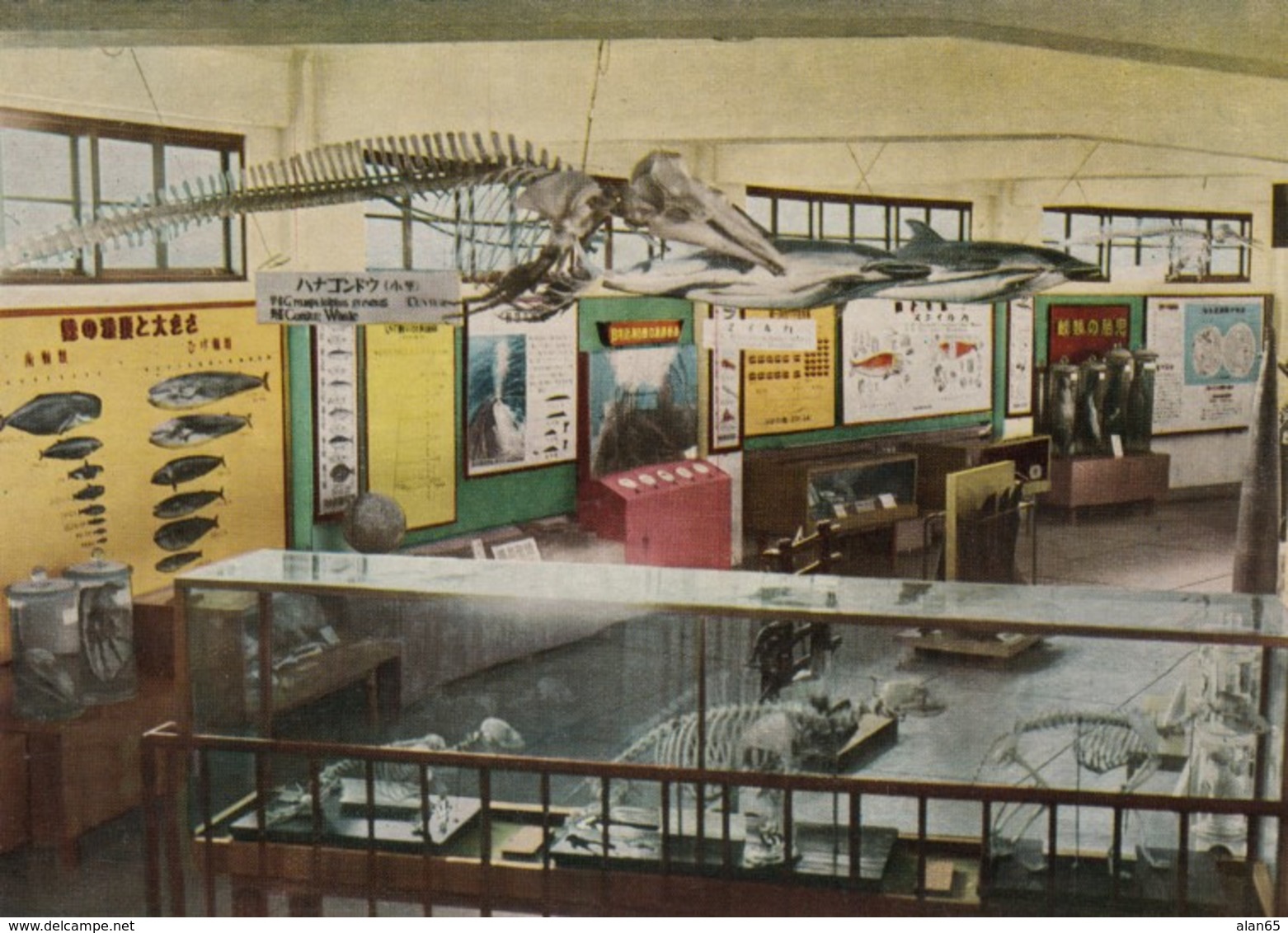 Enoshima Japan Aquarium, Interior View, Skeletons, Whales Dolphins, C1960s Vintage Postcard - Other & Unclassified