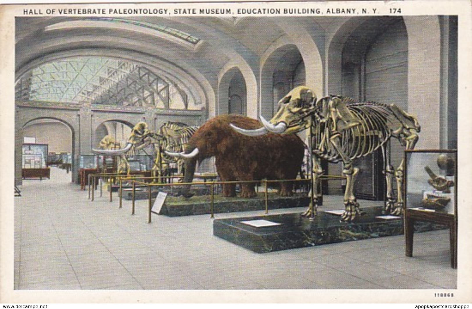 Elephants Hall Of Vertebrate Paleonthology State Museum Education Building Albany New York Curteich - Elephants